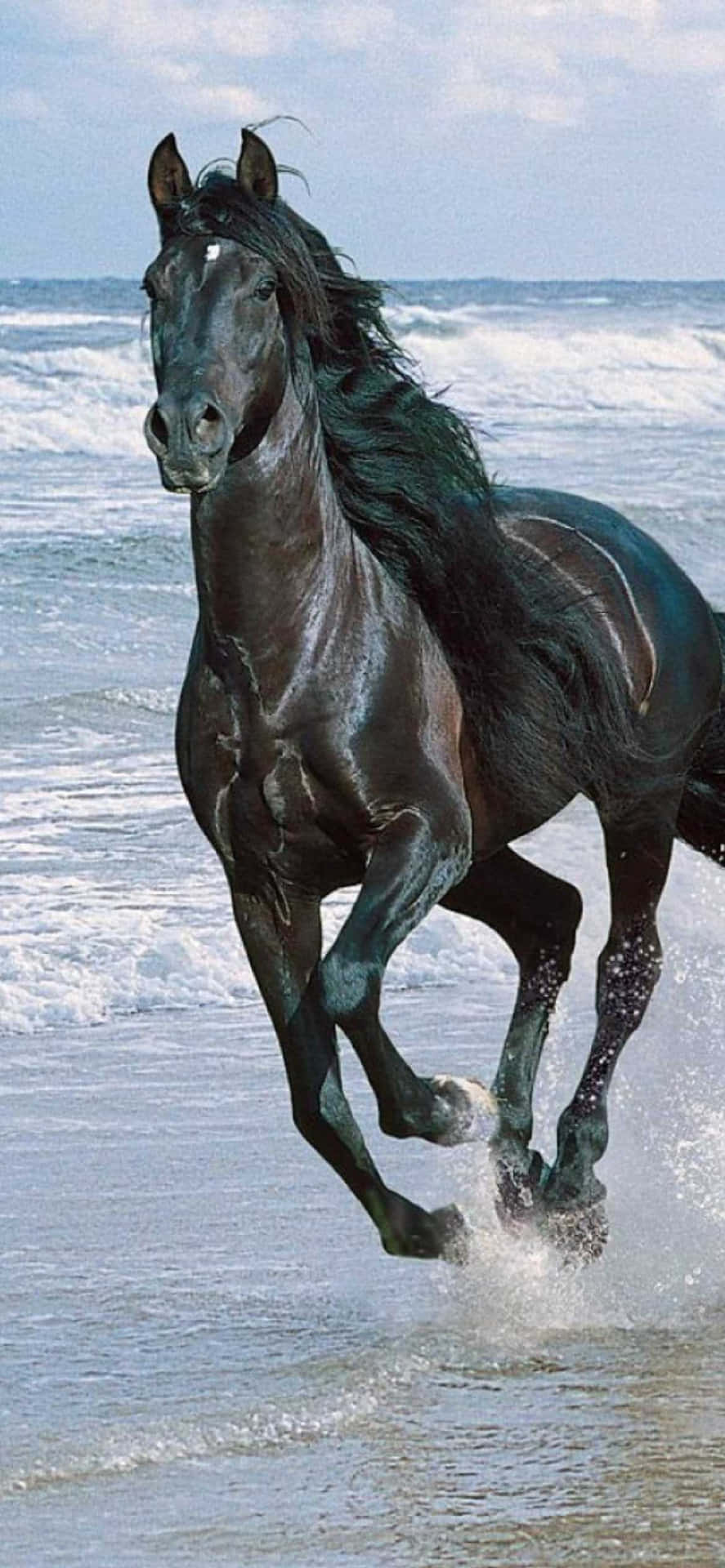 Be A Free Spirit With This Beautiful Horse Iphone Wallpaper Background