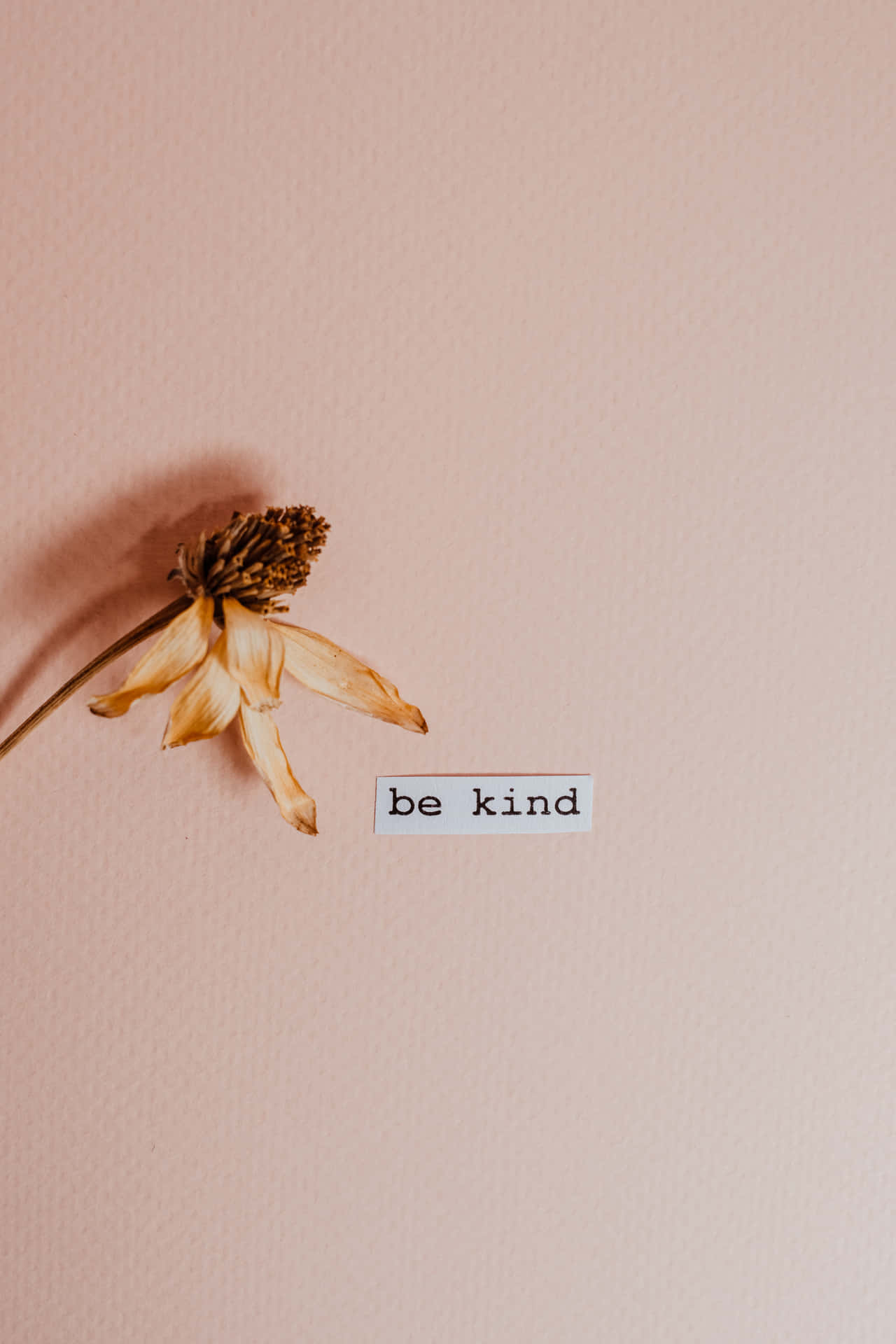 Be Kind Sticker And Dried Flower Background