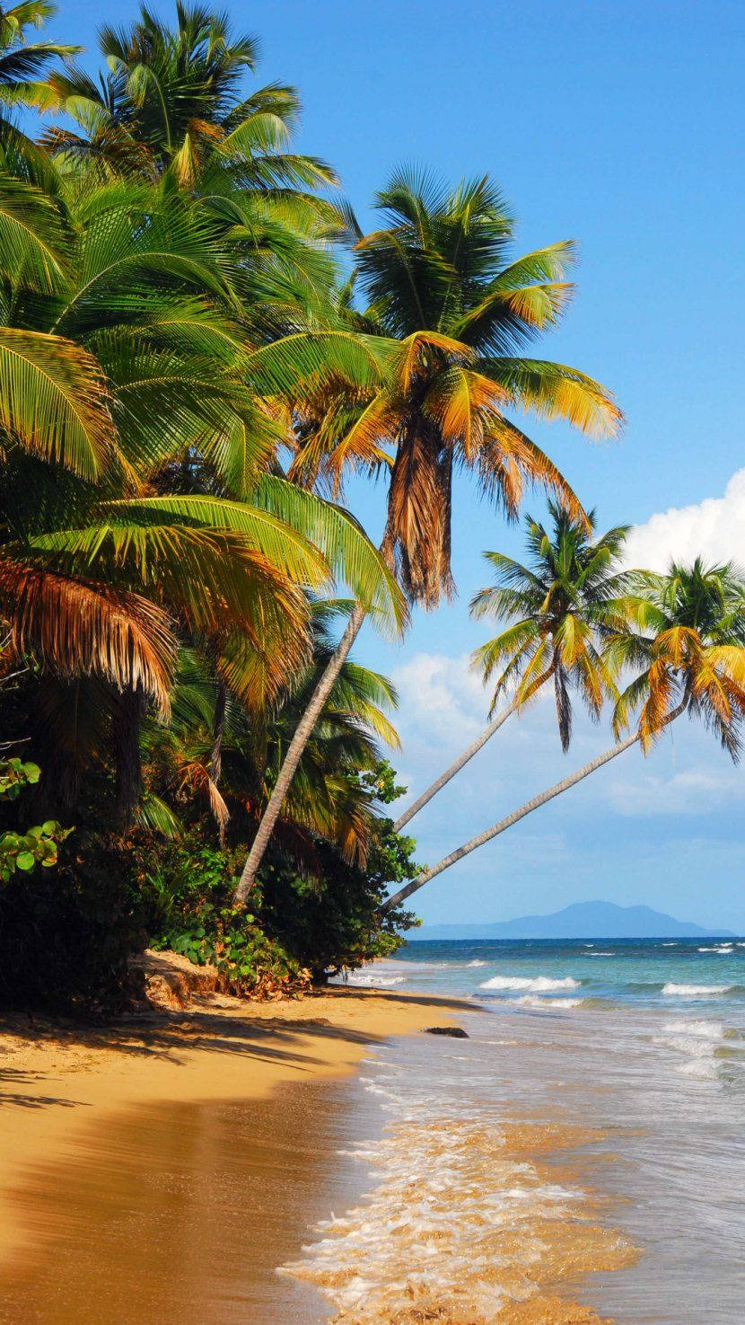 Beach 4k Iphone Bending Coconut Trees Background