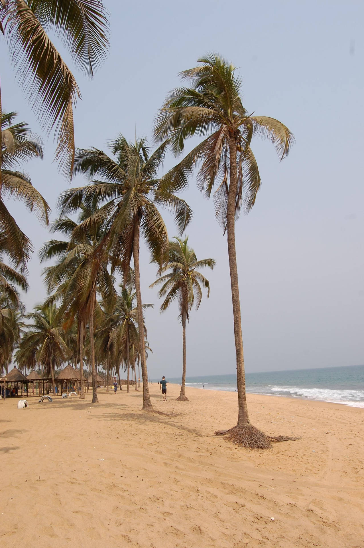 Beach Coconut Trees Togo Background