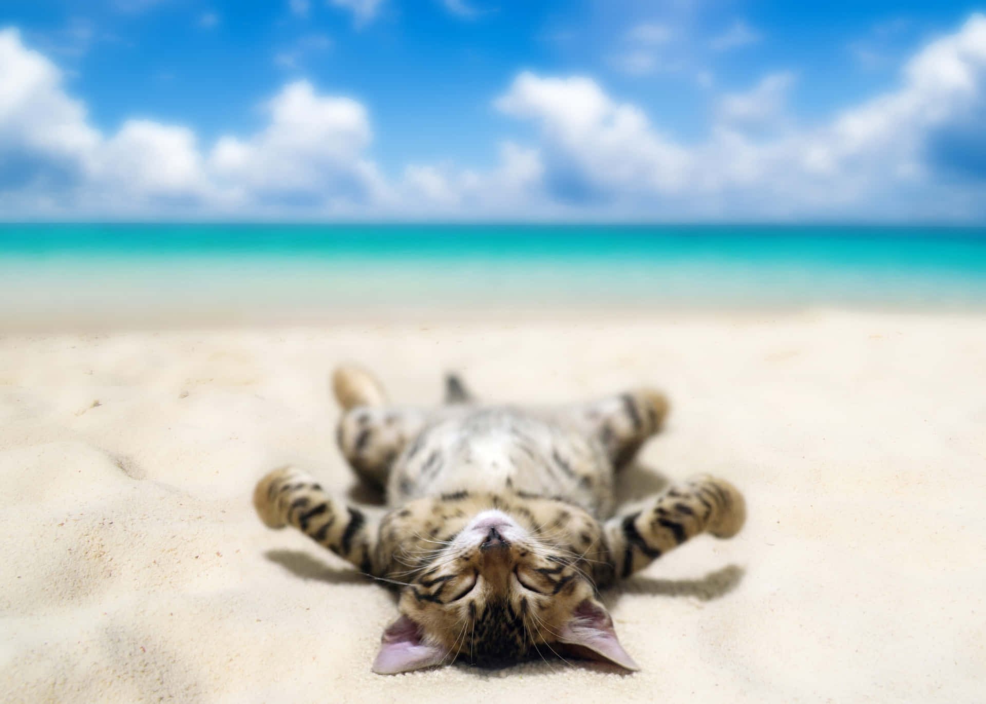 Beach Cute Cat Pfp Background