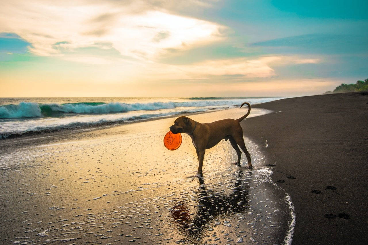 Beach Dog With Ultimate Frisbee Disc Background