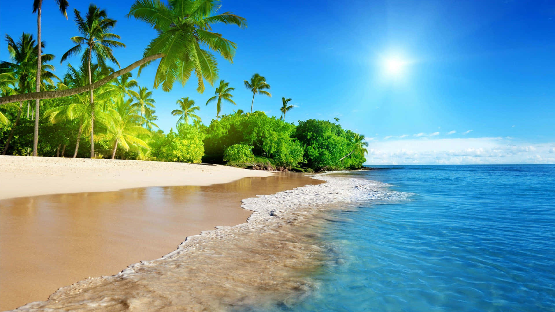 Beach Palm In Cute Tropical Island Background