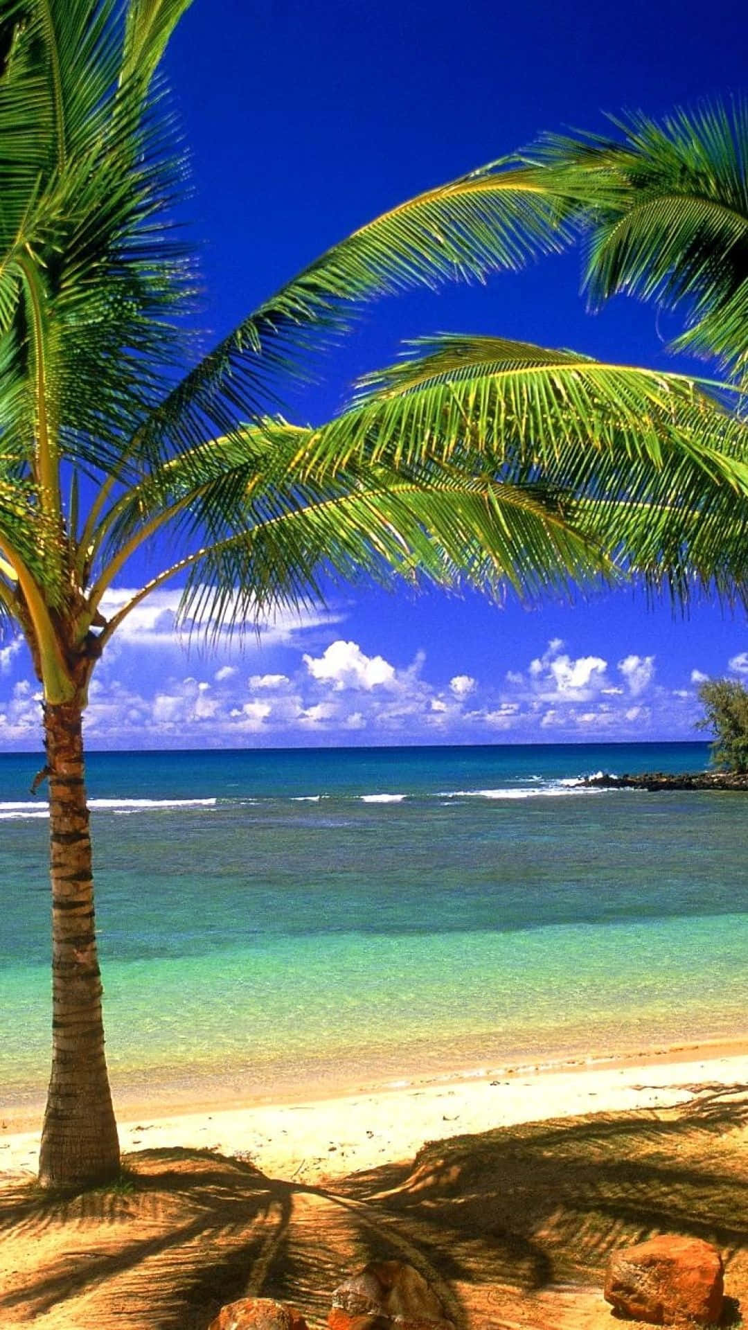Beach Phone Palm Tree