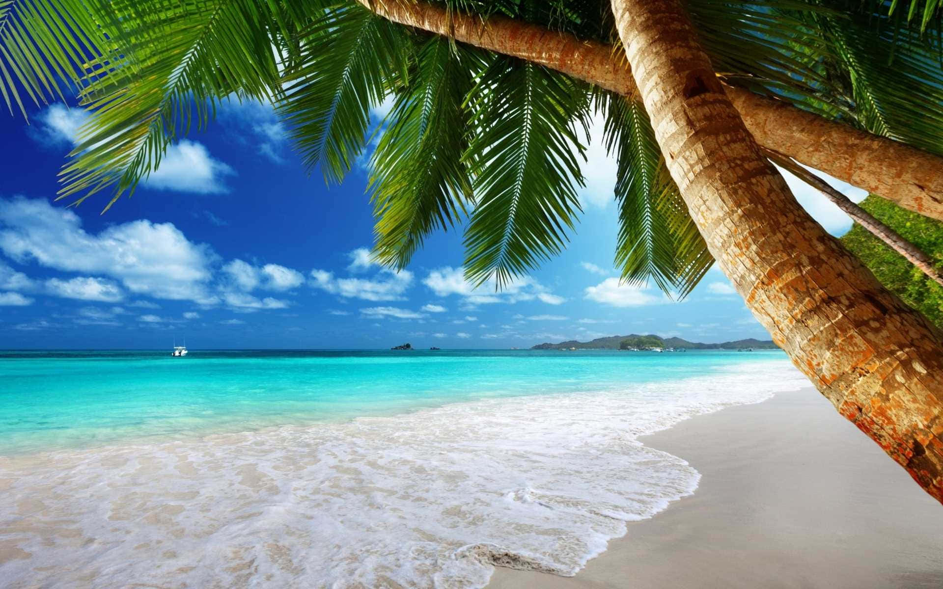 Beach Scene Coconut Trees Summer