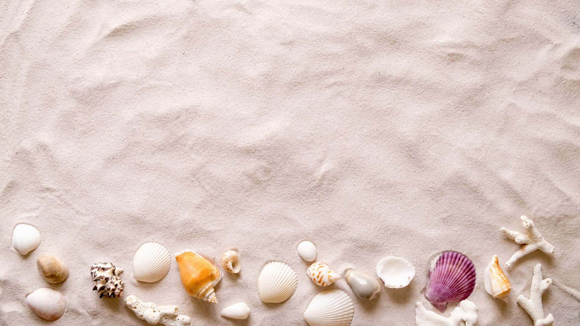 Beach Scene Sea Shells White Sand Background