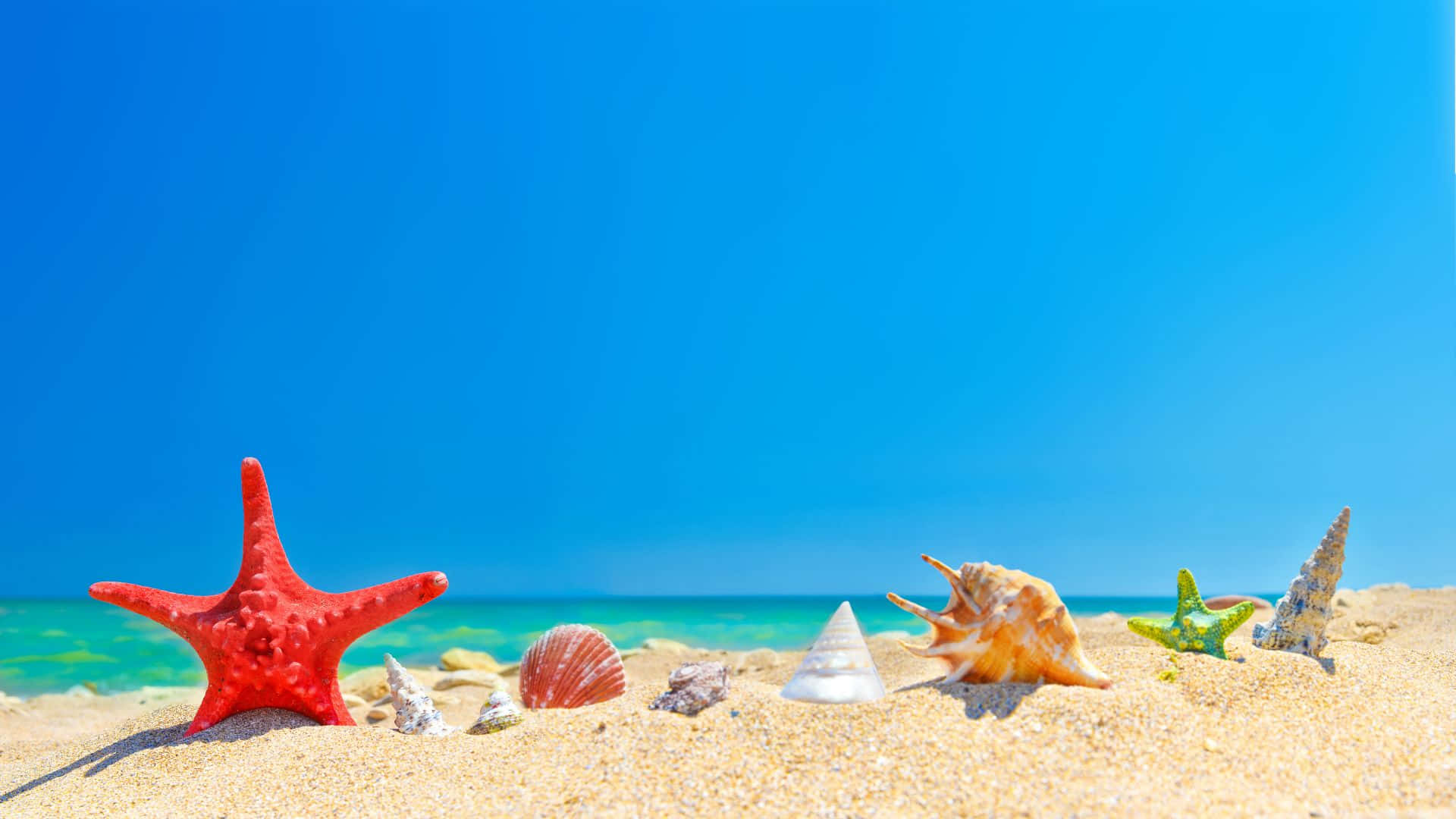 Beach Scene Star Fish Seashells Background