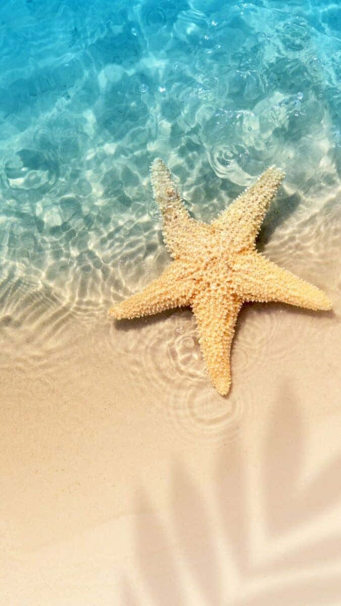 Beach Starfish Trendy Summer Iphone