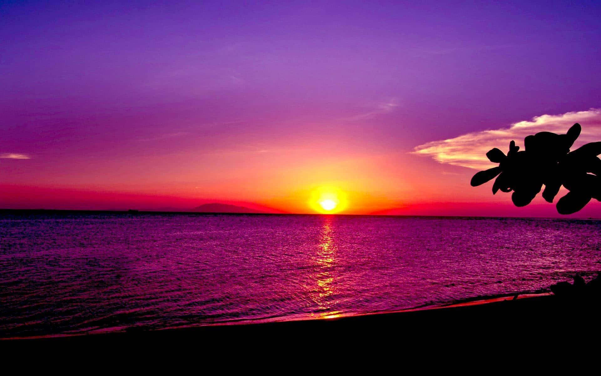 Beach Sunset Purple Sky Palm Hd Background