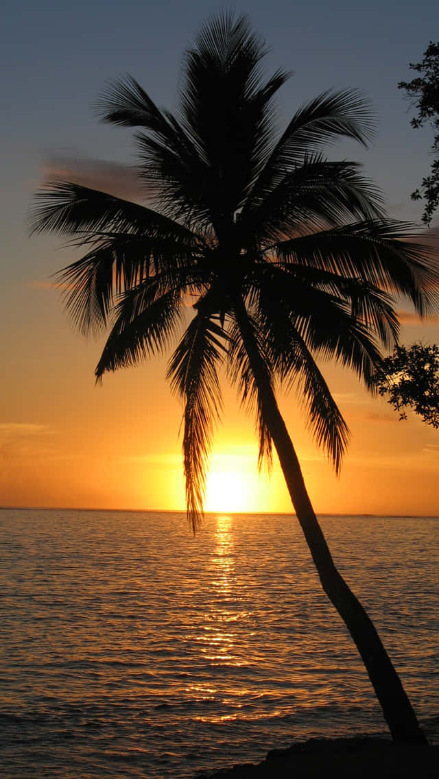 Beach Sunset With Palm Tree Background