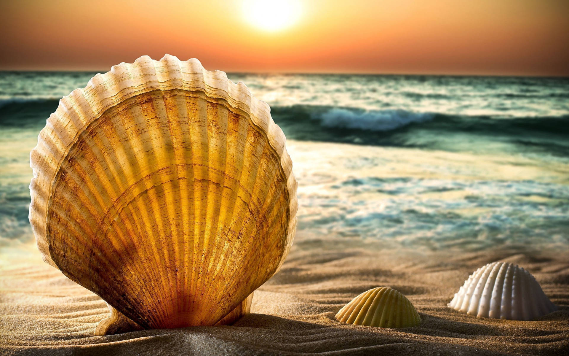 Beach Sunset With Shells Background