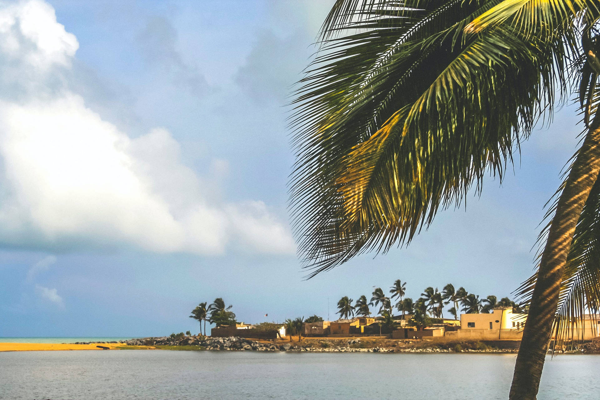 Beach Togo Coconut Tree Background