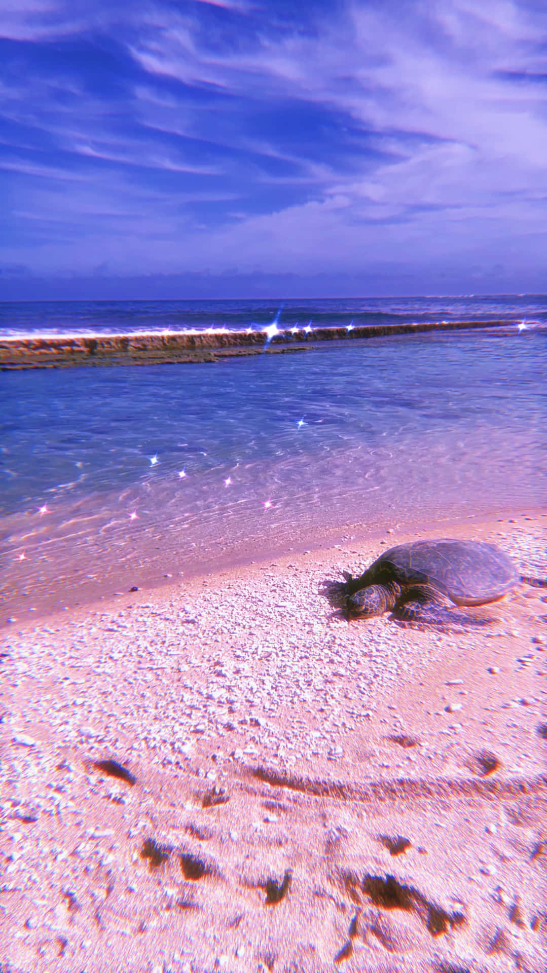 Beach Turtle Aesthetic Hawaii Background