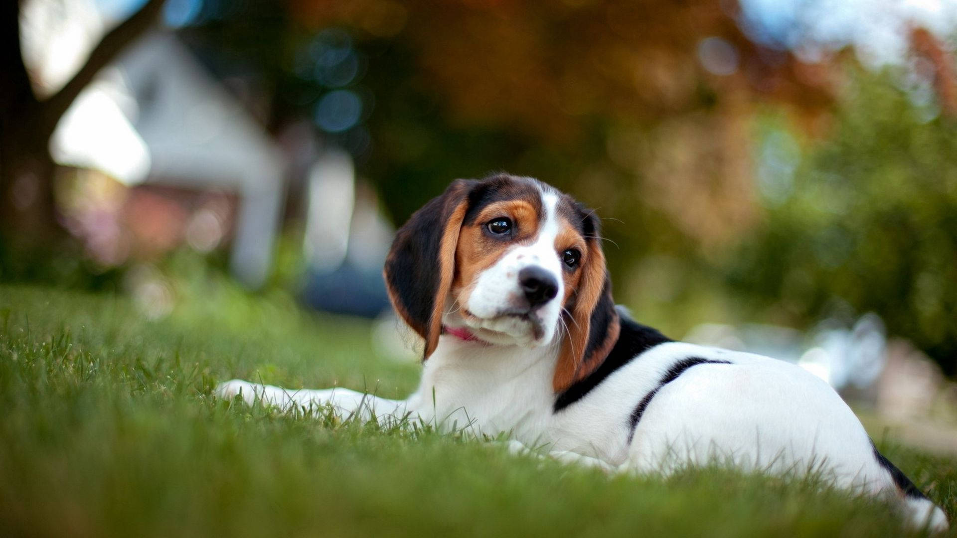 Beagle Baby Dog Relaxes On Grass Background