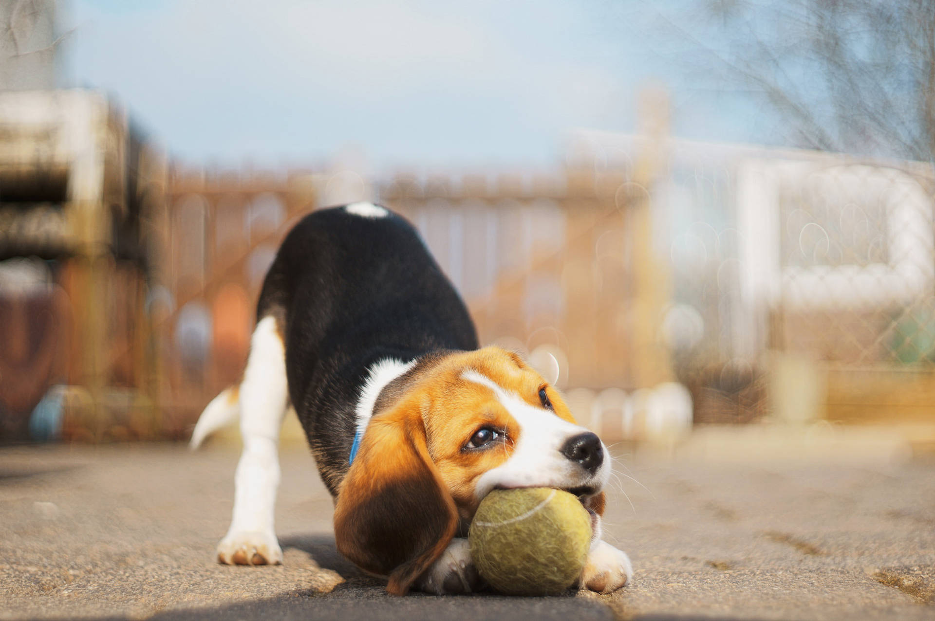 Beagle Biting A Tennis Ball