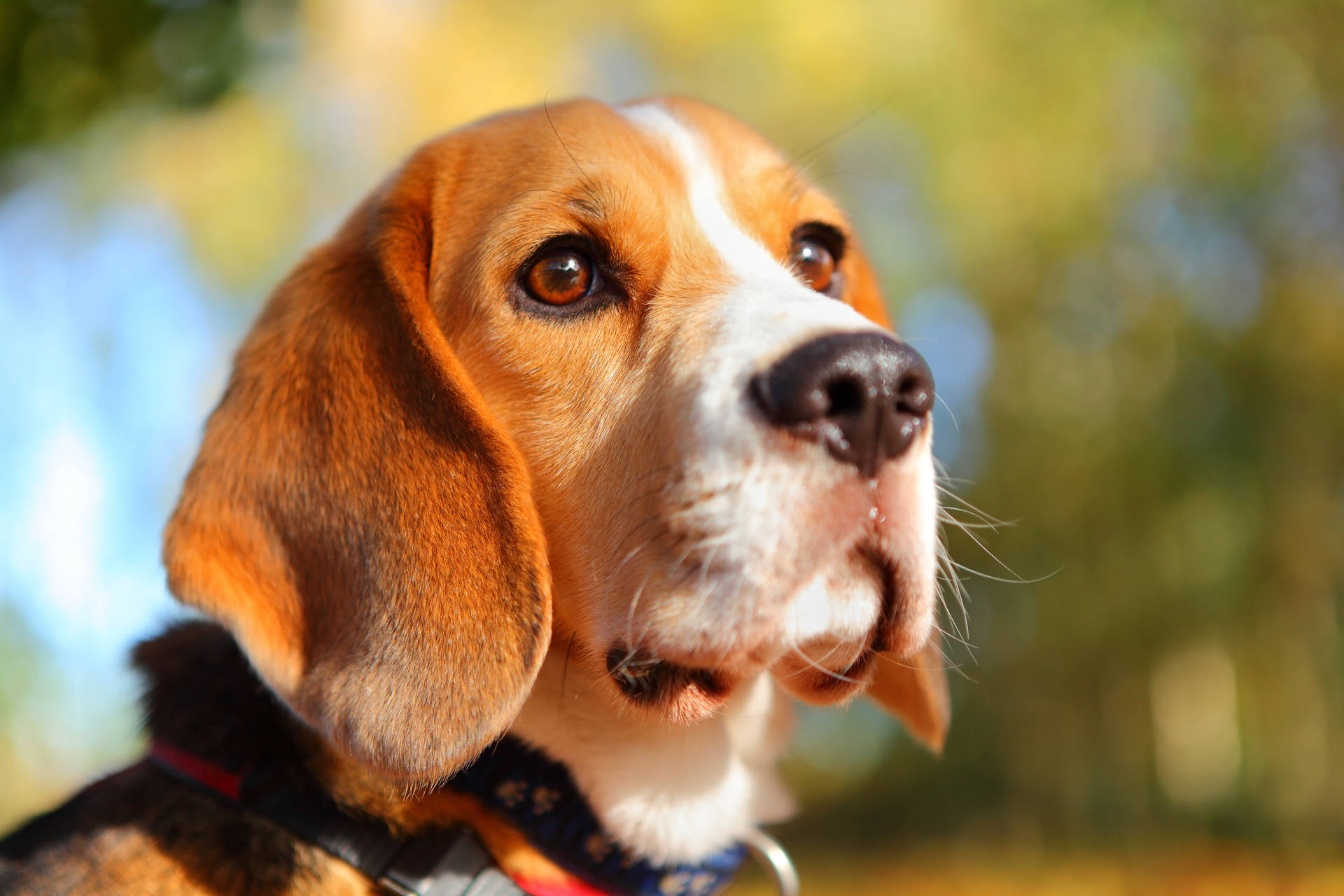 Beagle Close-up Background