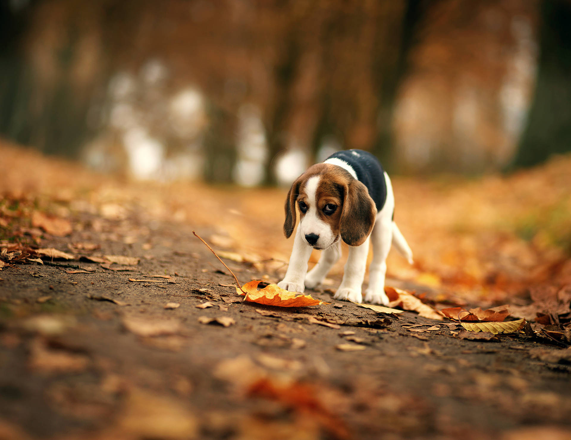 Beagle Dog And Maple Leaves Background