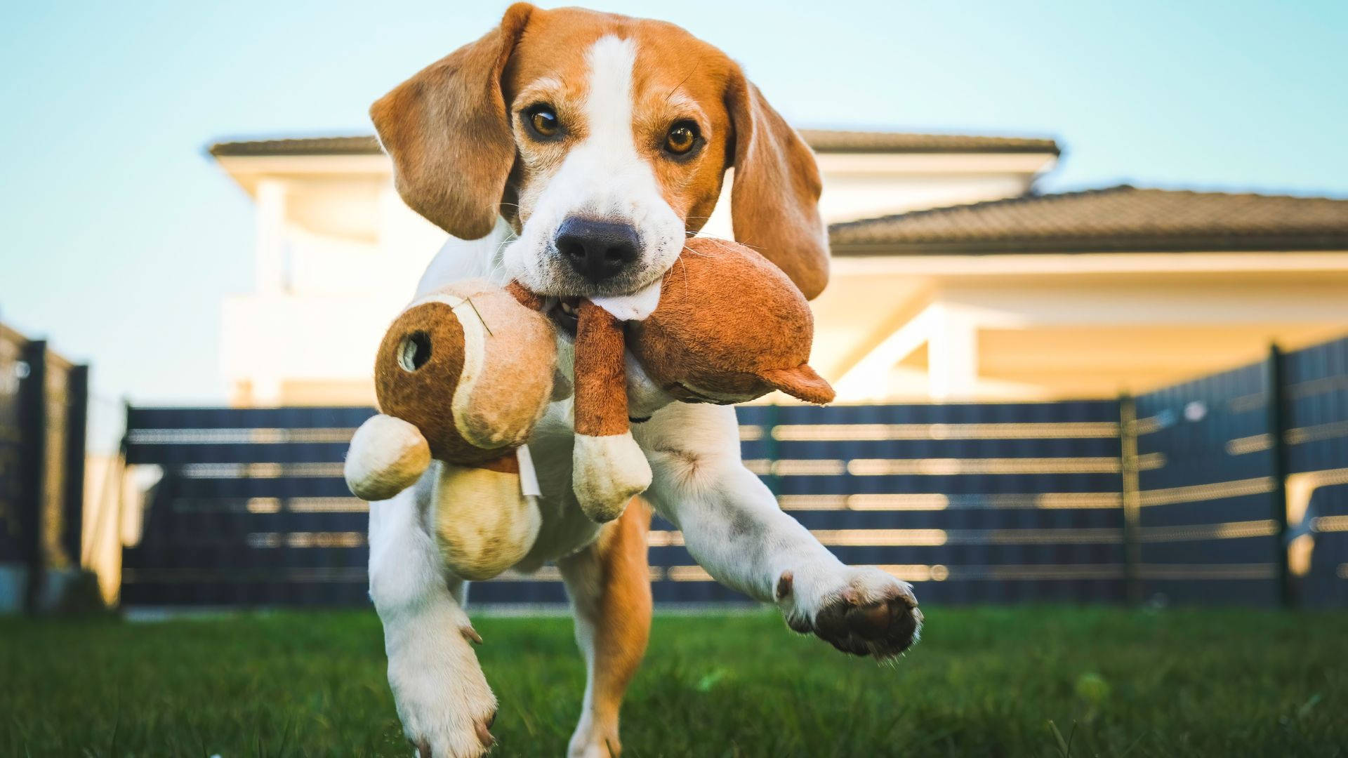 Beagle Dog Biting Stuffed Toy Background