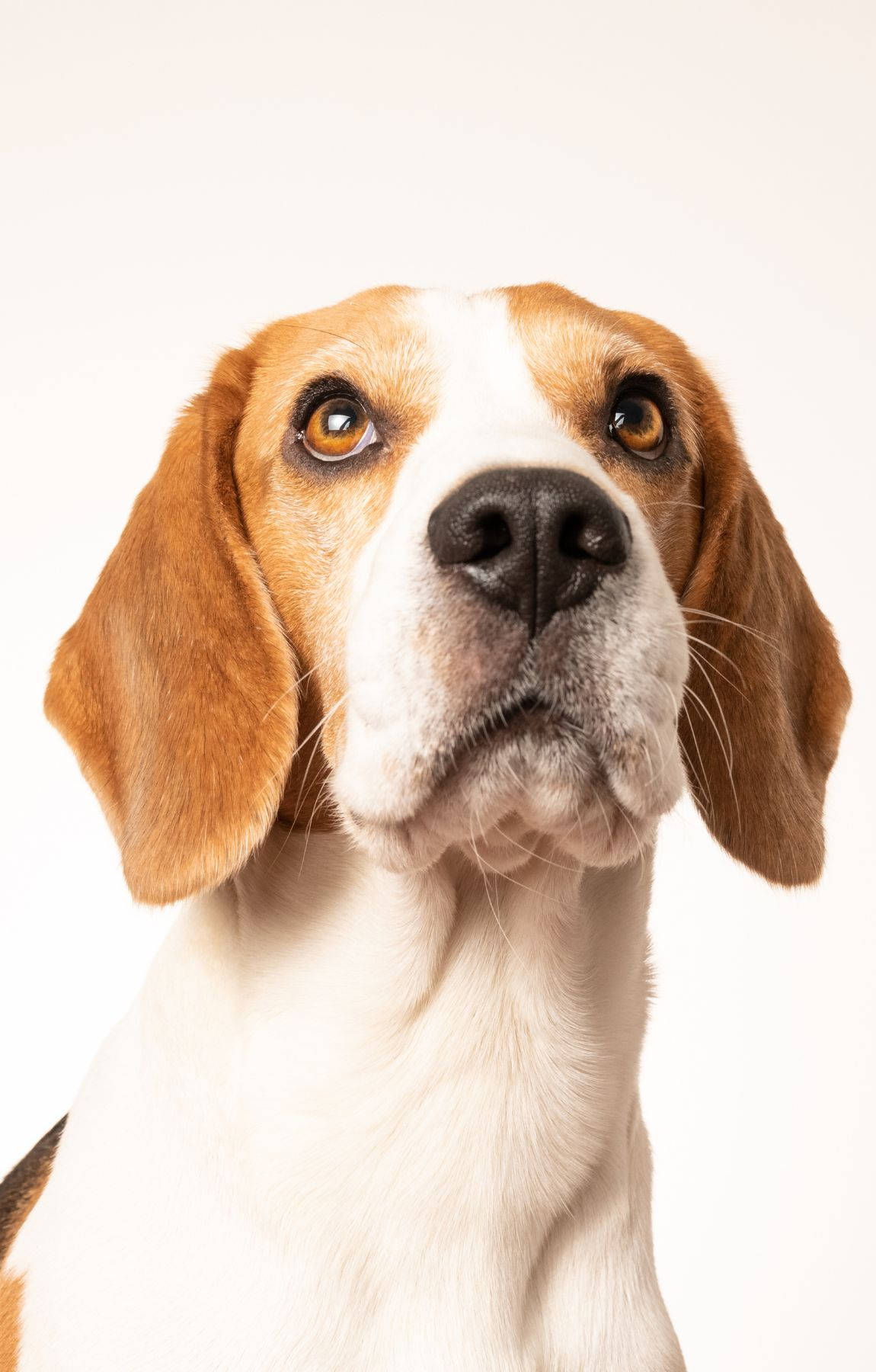 Beagle Dog Chin Up Background