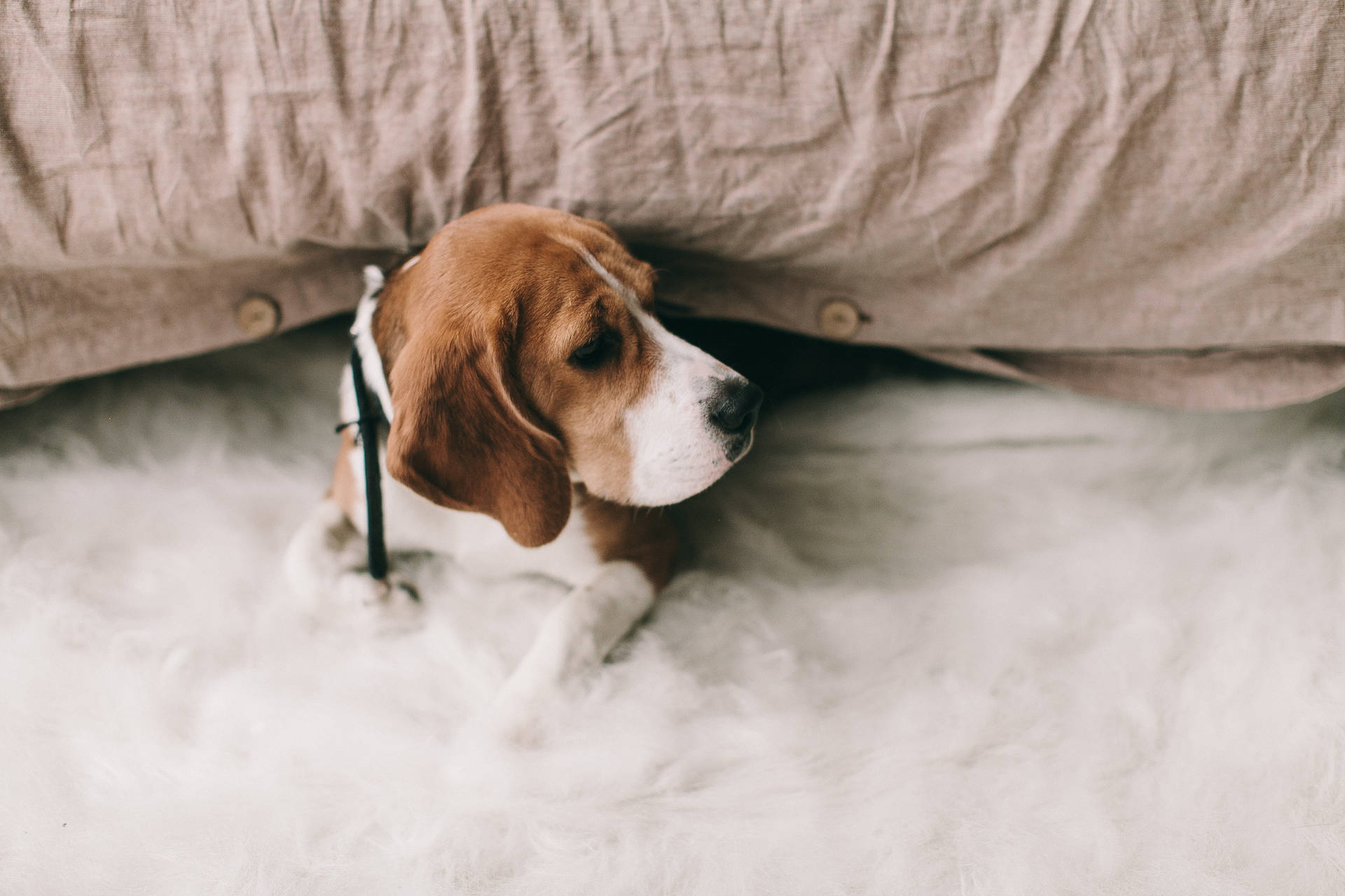 Beagle Dog Lying On Bed