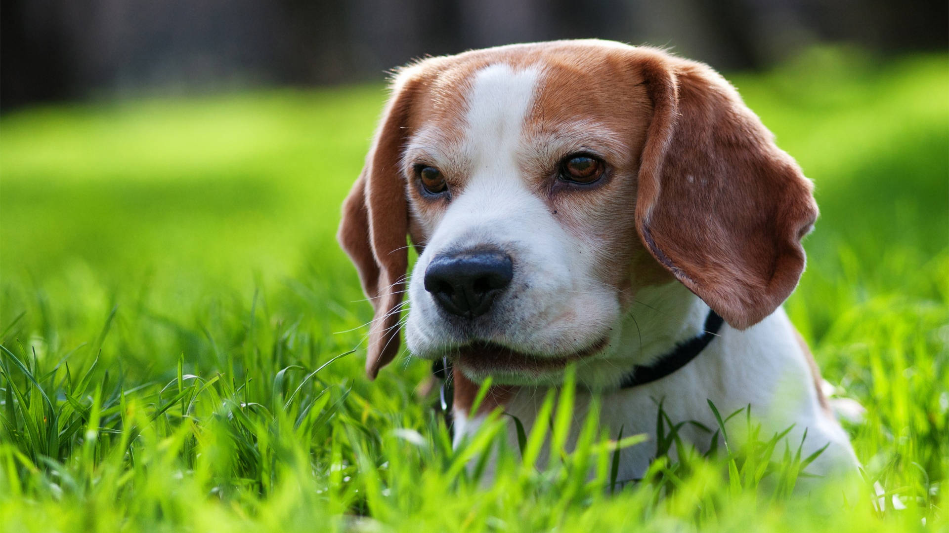 Beagle Dog Lying On Grass Background