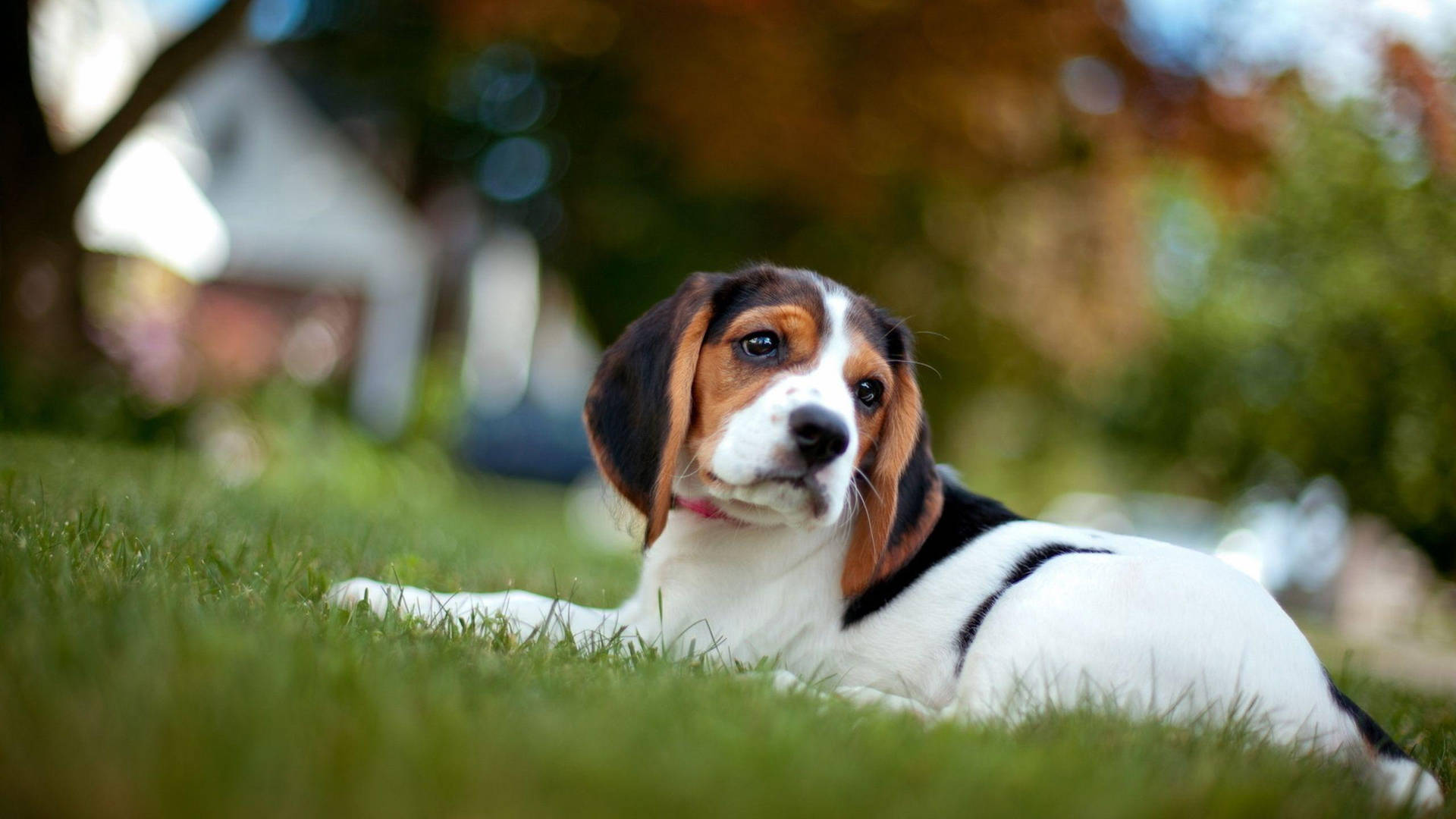 Beagle Dog On Grass Selective Focus Background