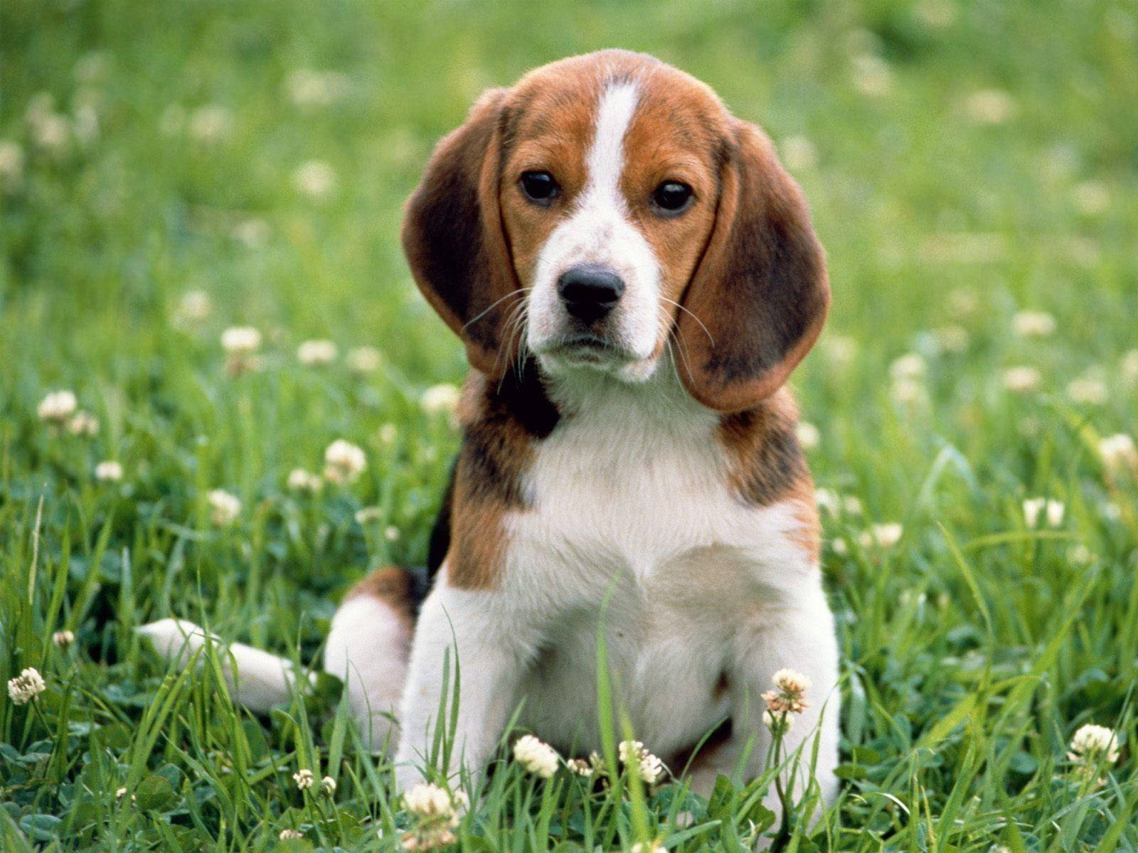 Beagle Dog On Grass With Flowers Background