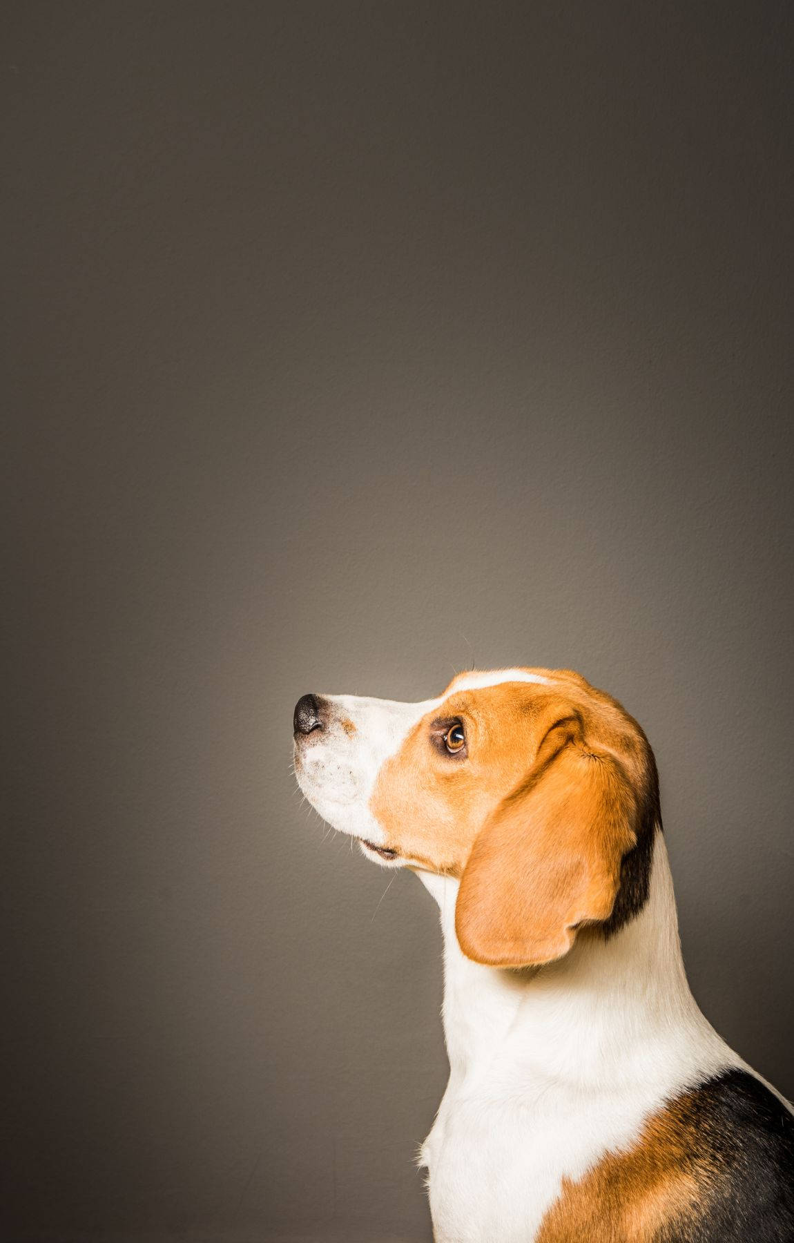 Beagle Dog On Side View Background