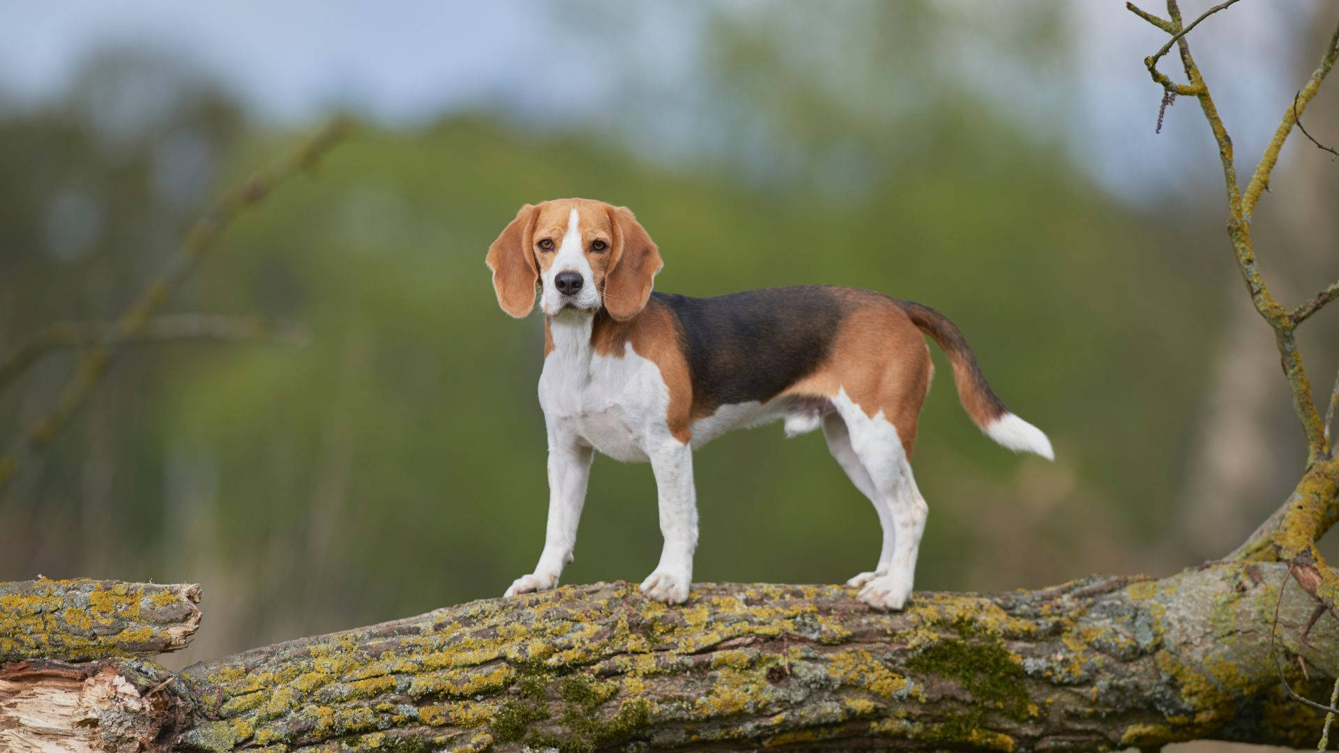 Beagle Dog On Tree Trunk Background