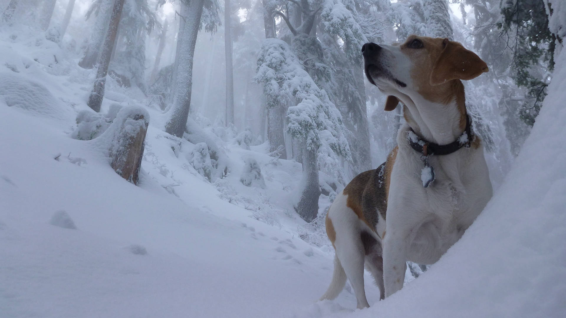 Beagle Dog On Winter Forest