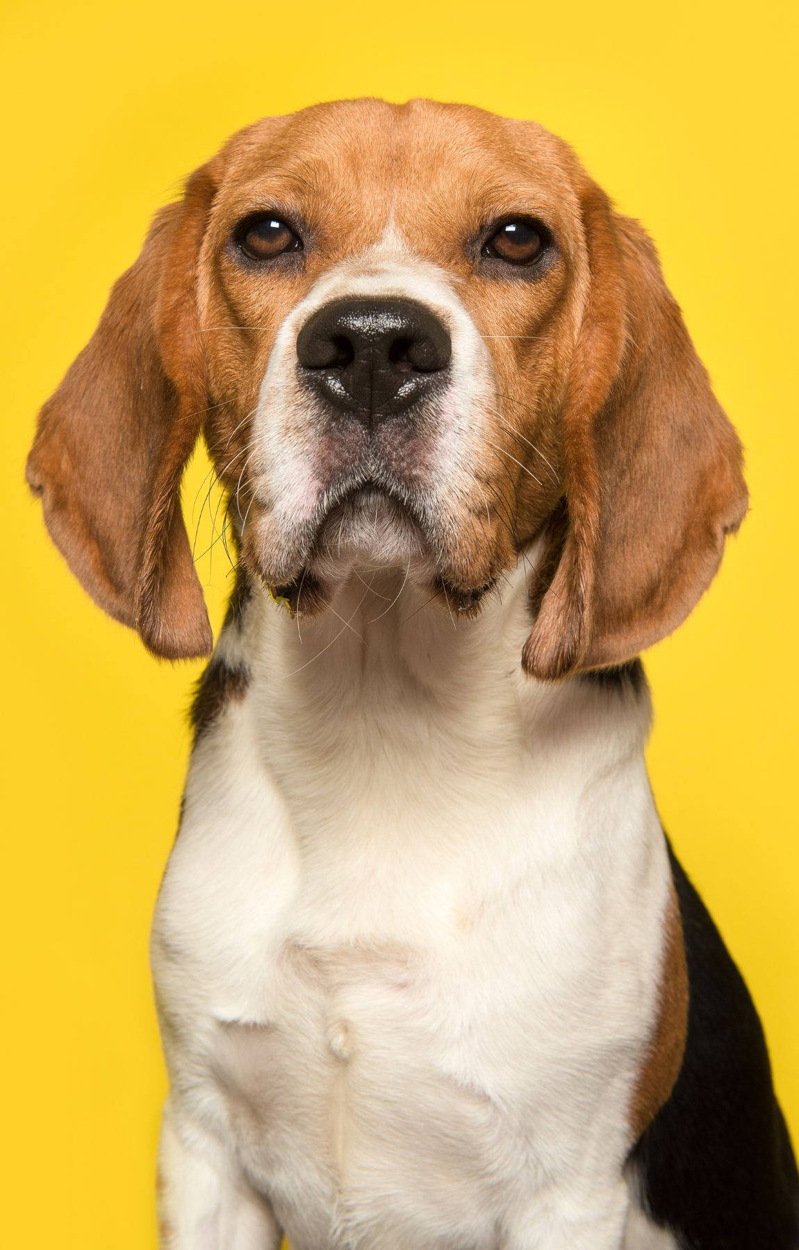 Beagle Dog On Yellow Background Background