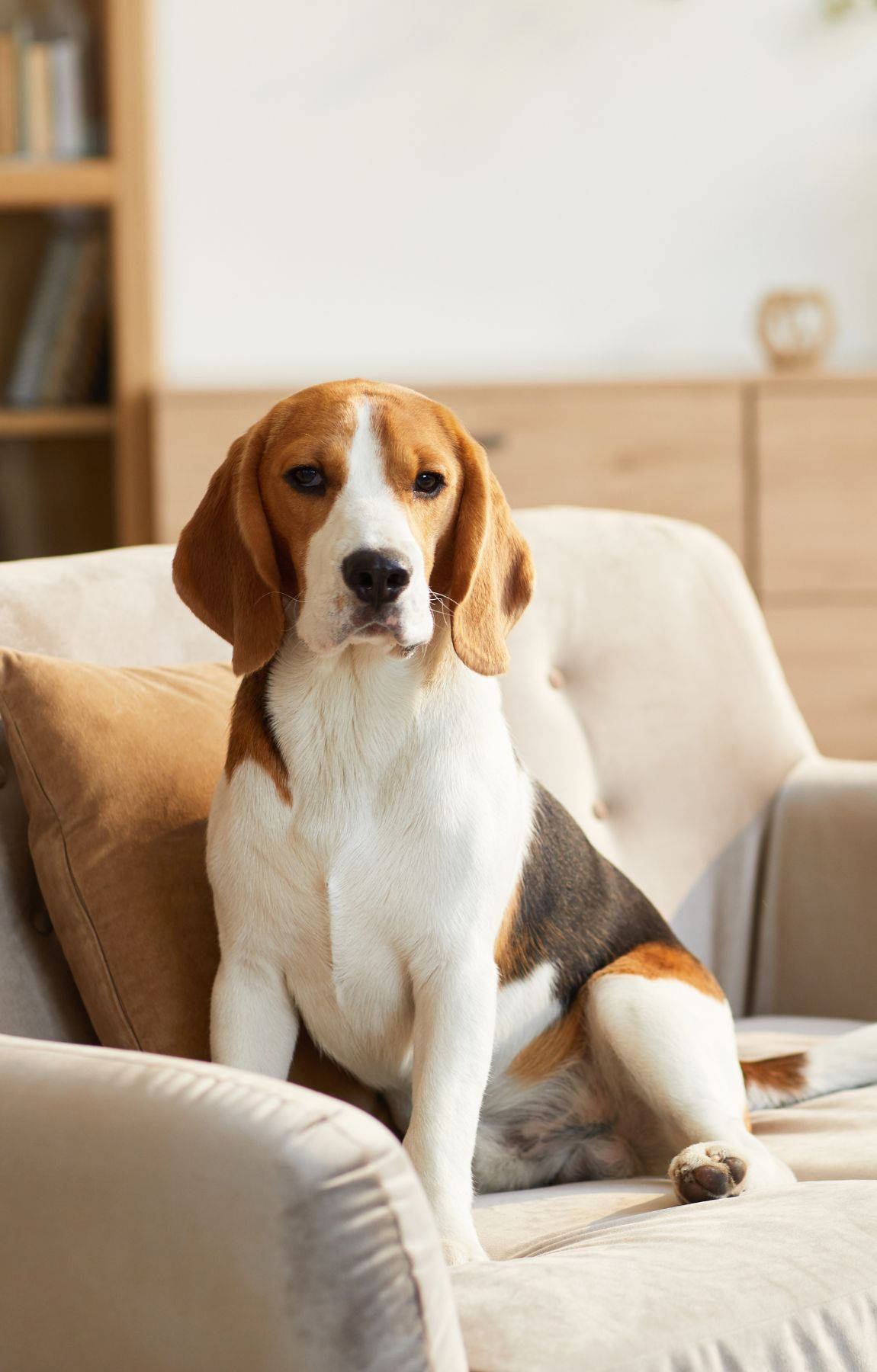 Beagle Dog Sitting On Couch Background