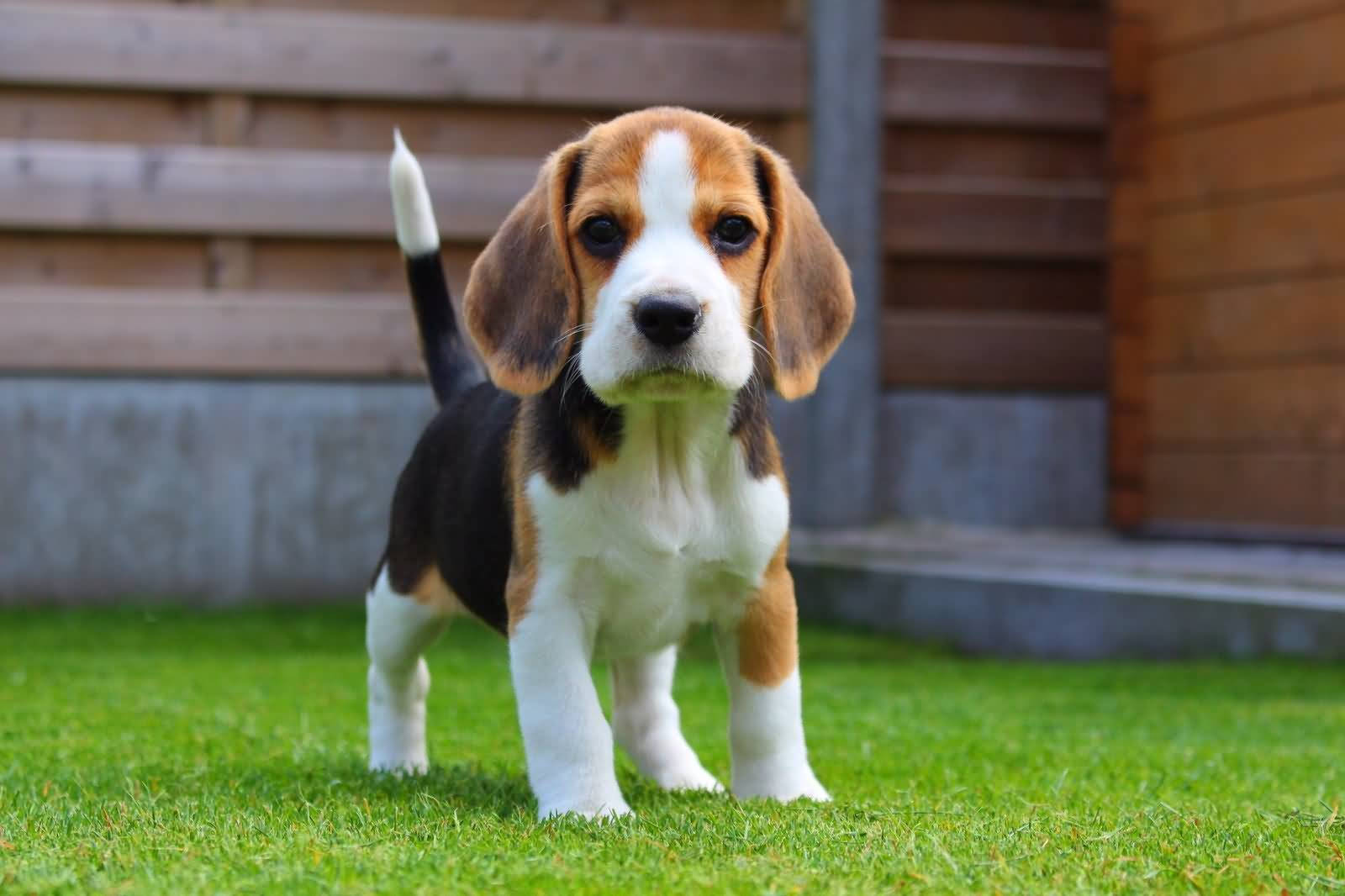 Beagle Dog Standing On Grass Background