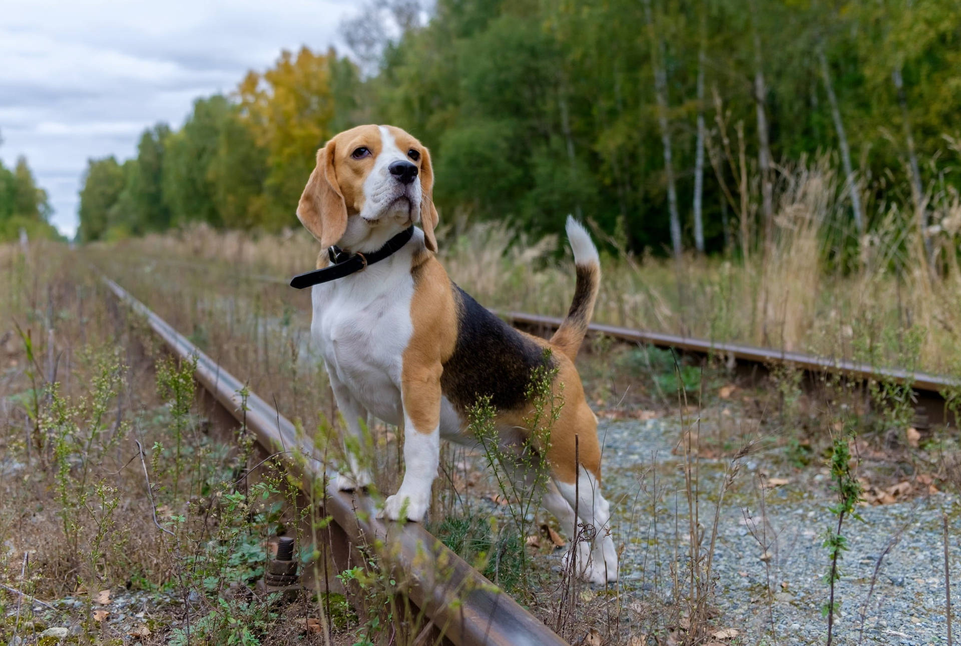 Beagle Dog Standing On Railroad Background