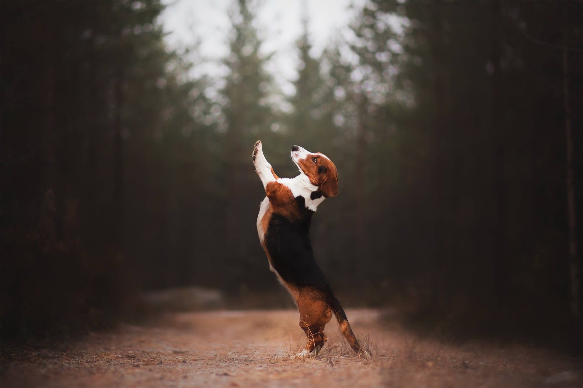 Beagle Dog Standing Up Background