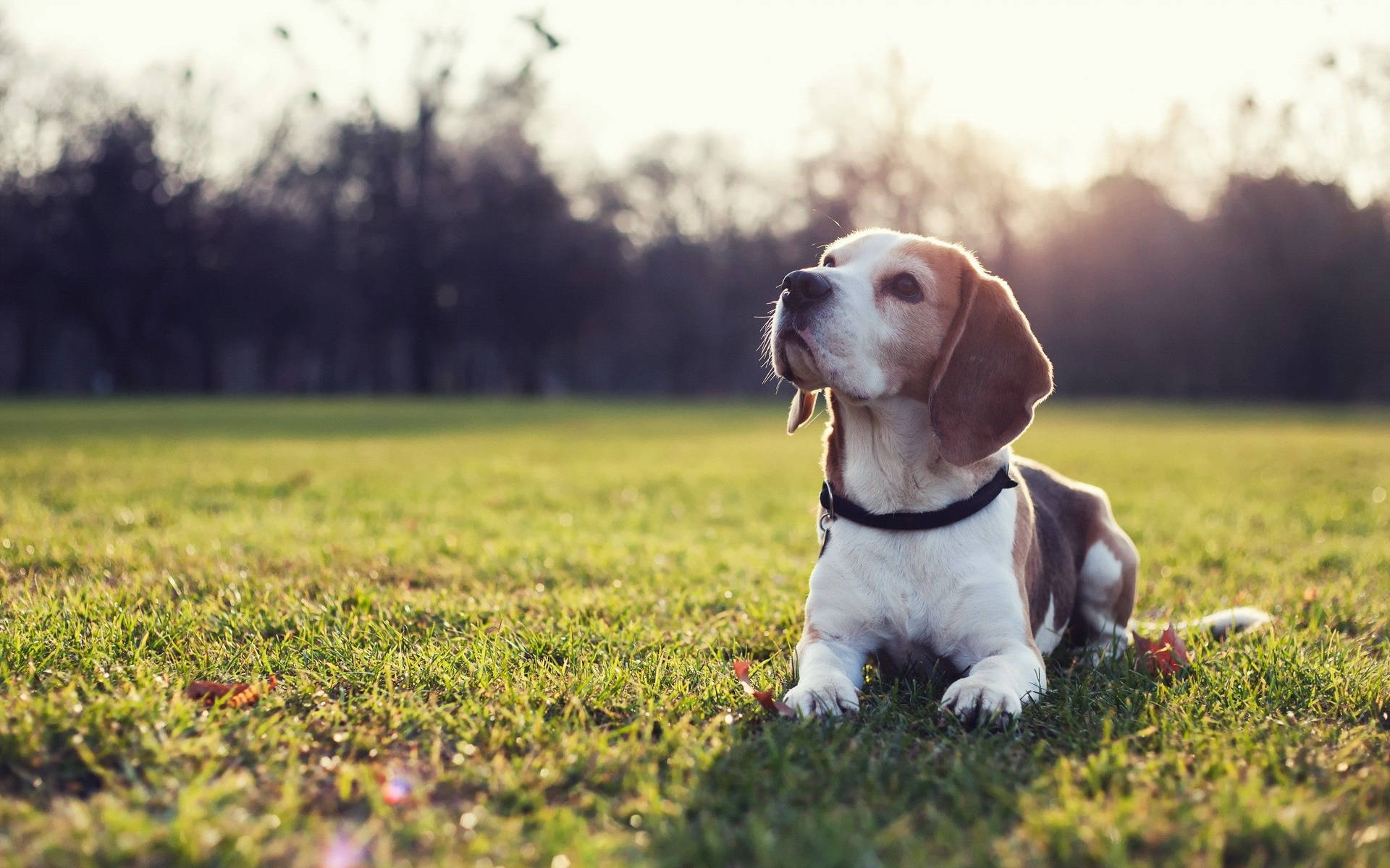 Beagle Dog Sunset Background