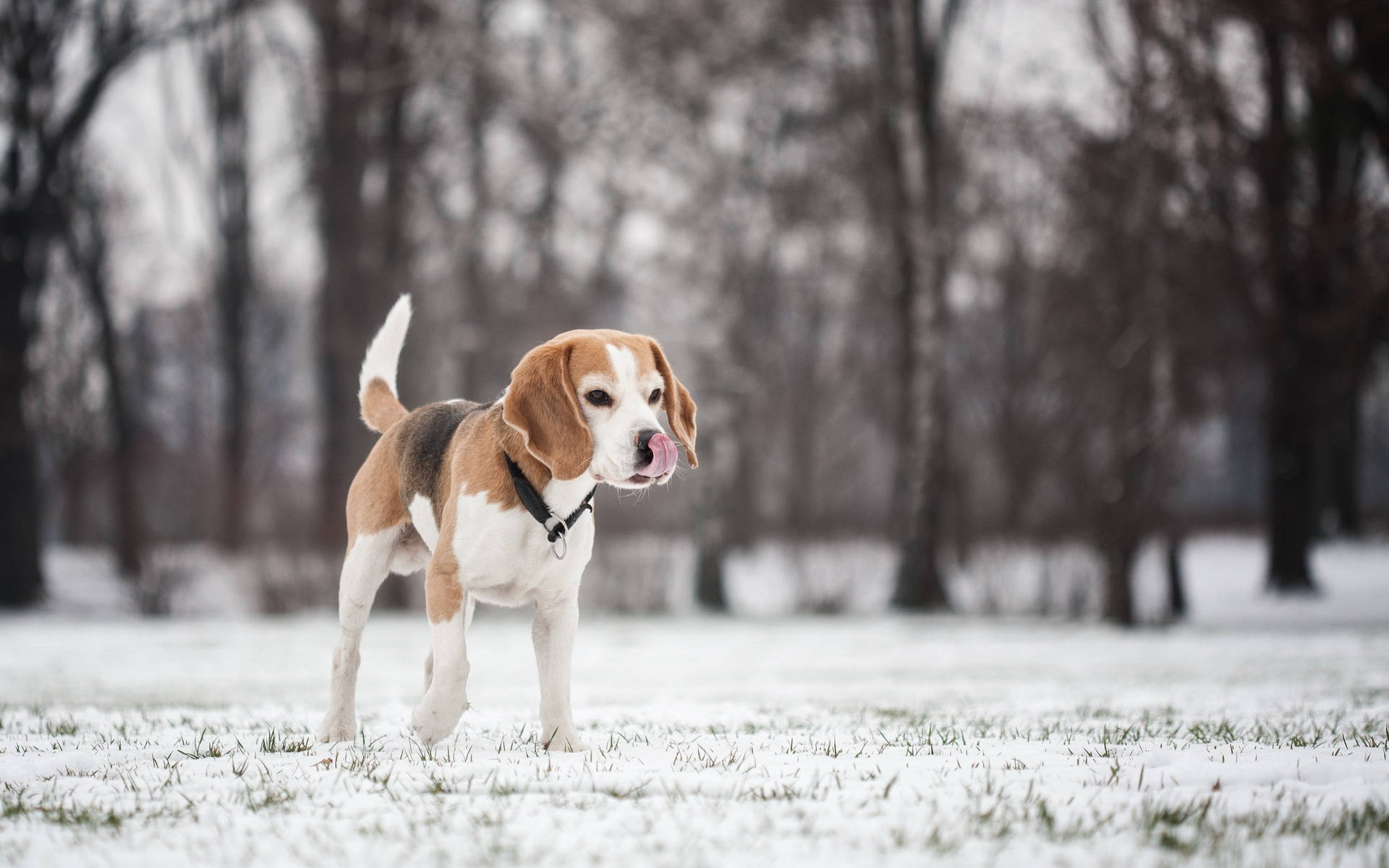 Beagle Dog Walking On Snow Background