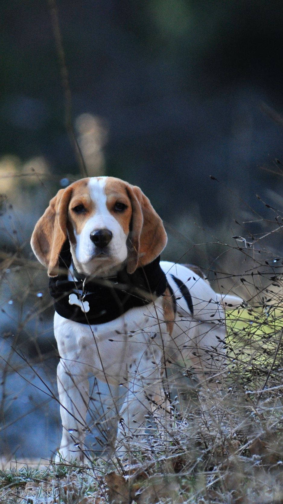 Beagle Dog With Bone Collar Background