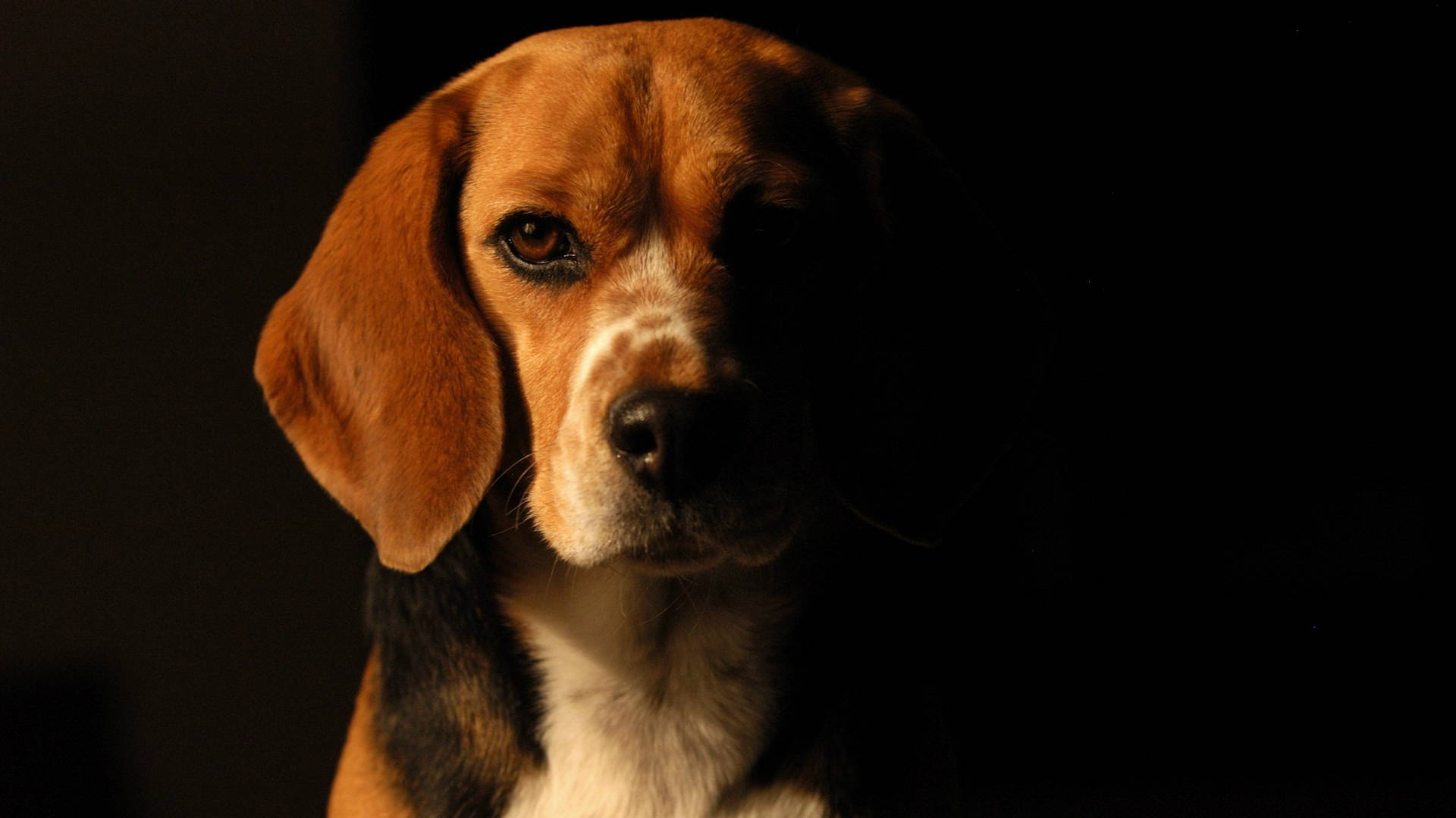 Beagle Half Silhouette Background