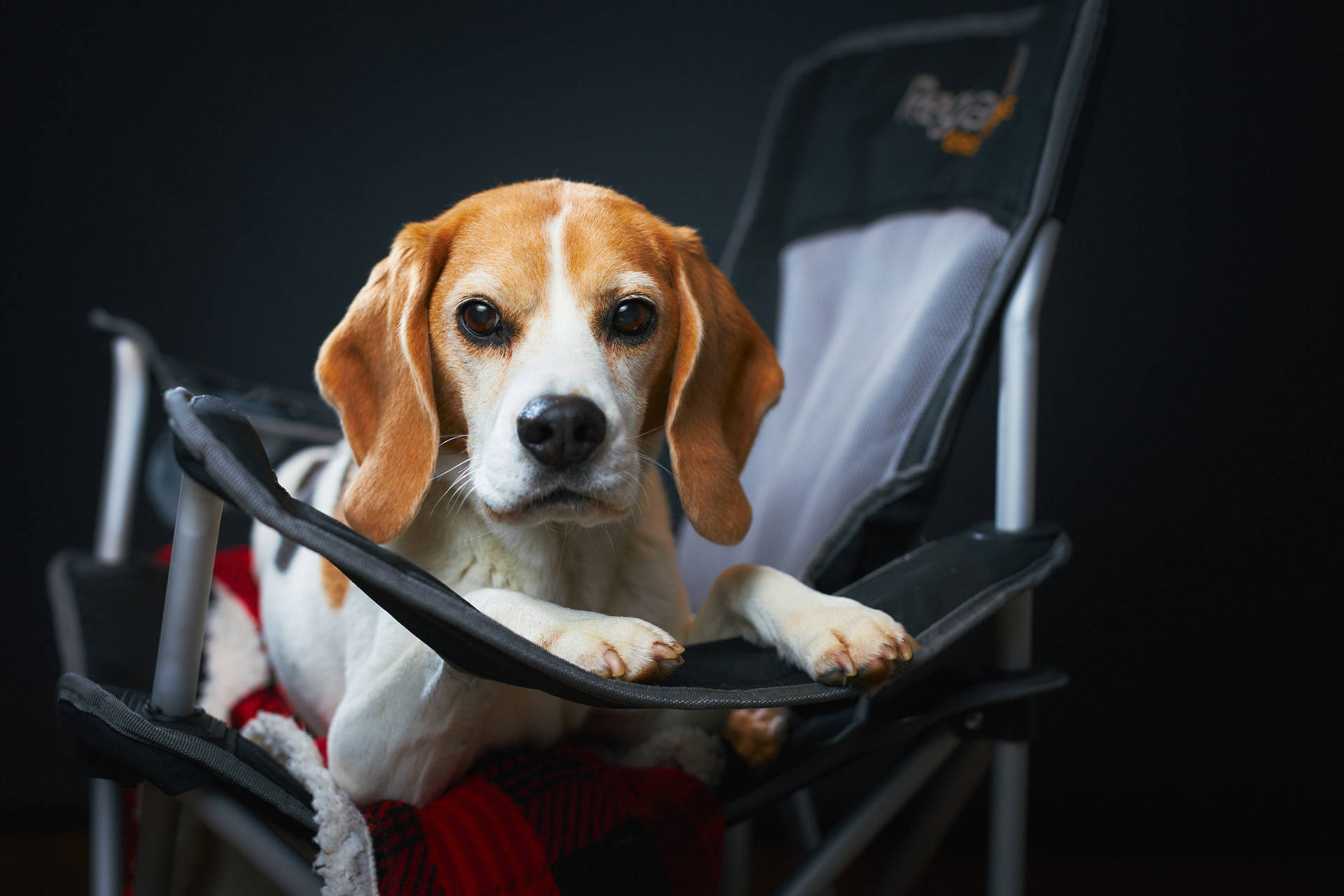 Beagle In A Folding Chair Background