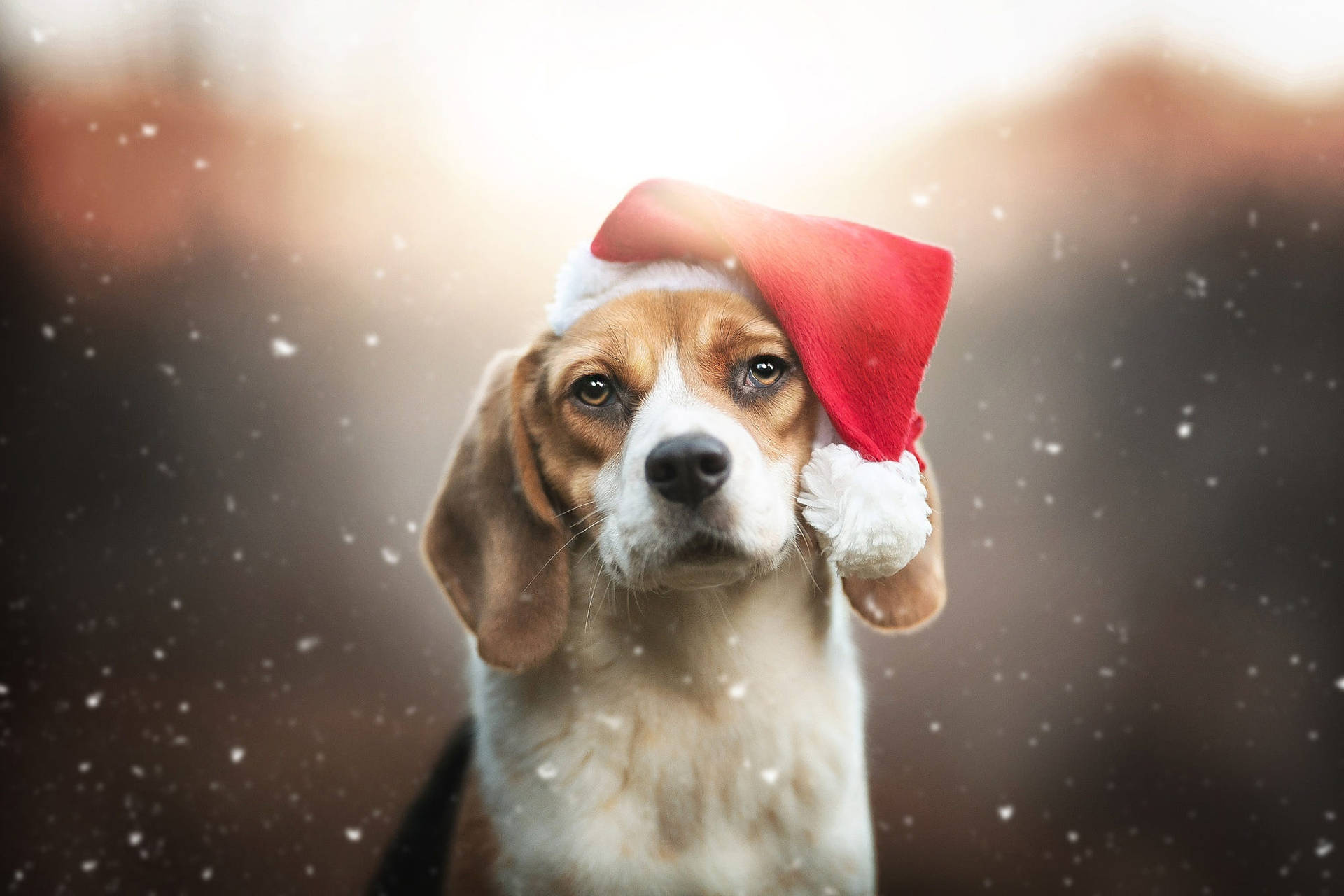 Beagle In A Santa Hat Background