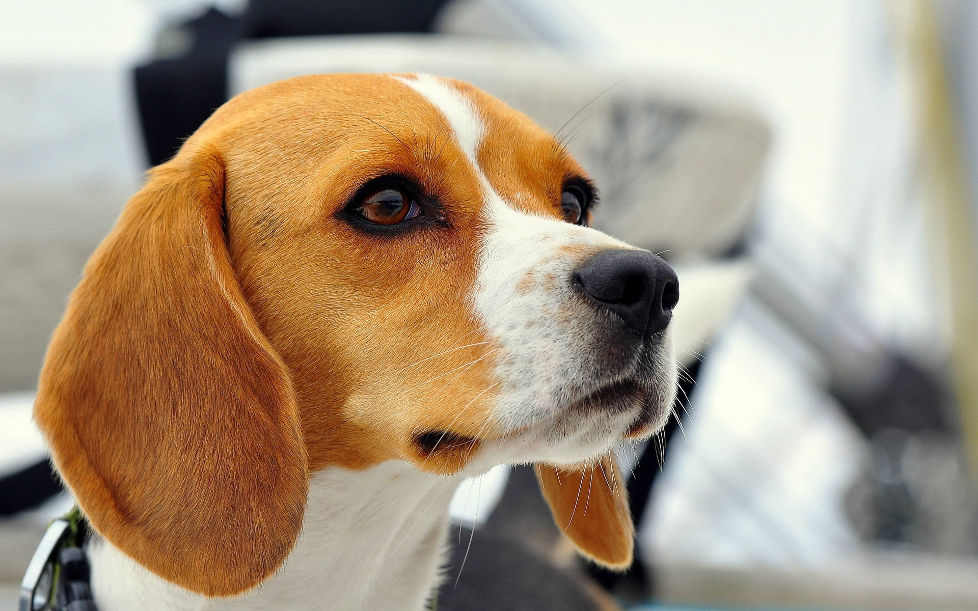 Beagle In Focus Shot Background