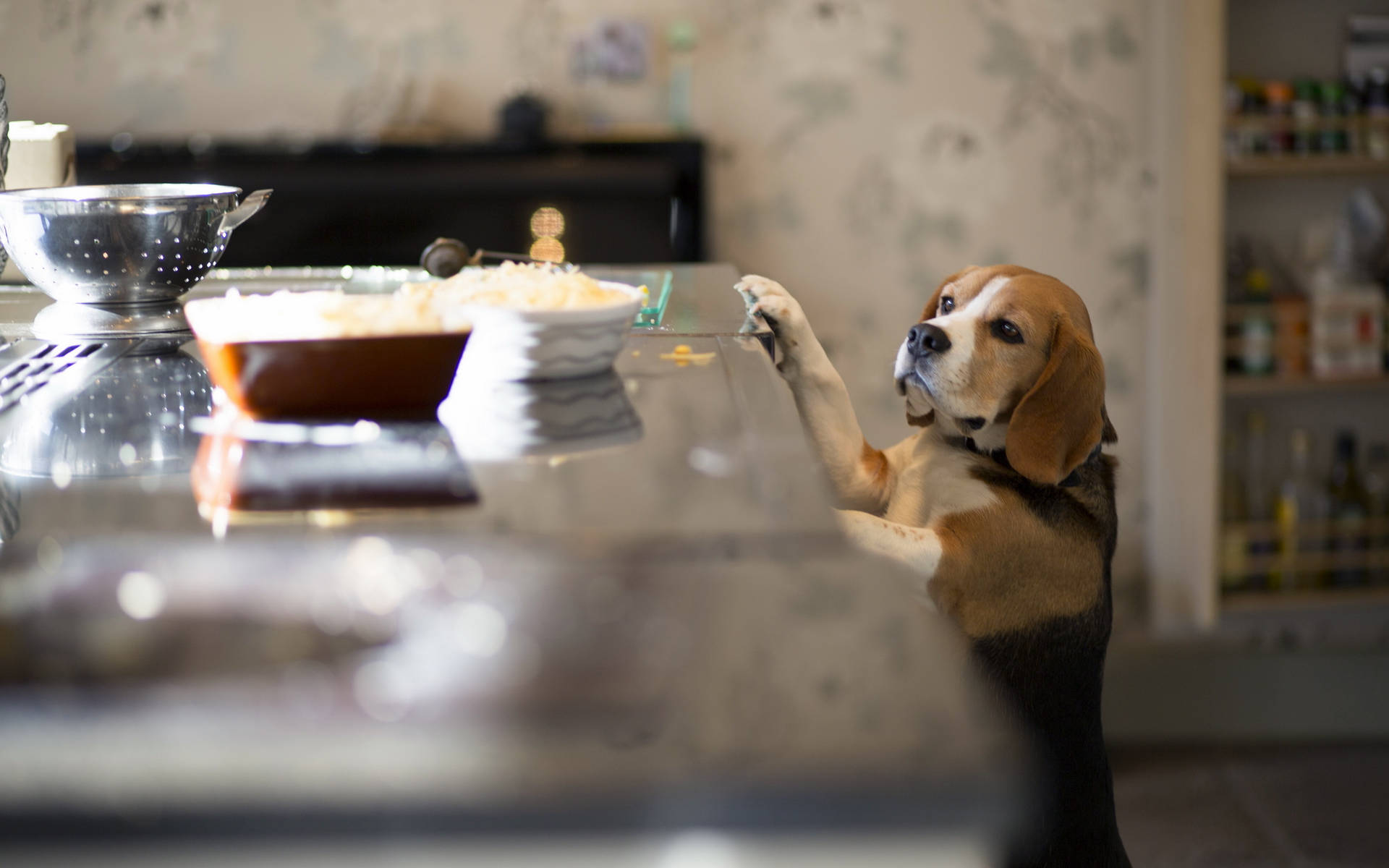 Beagle In The Kitchen Background