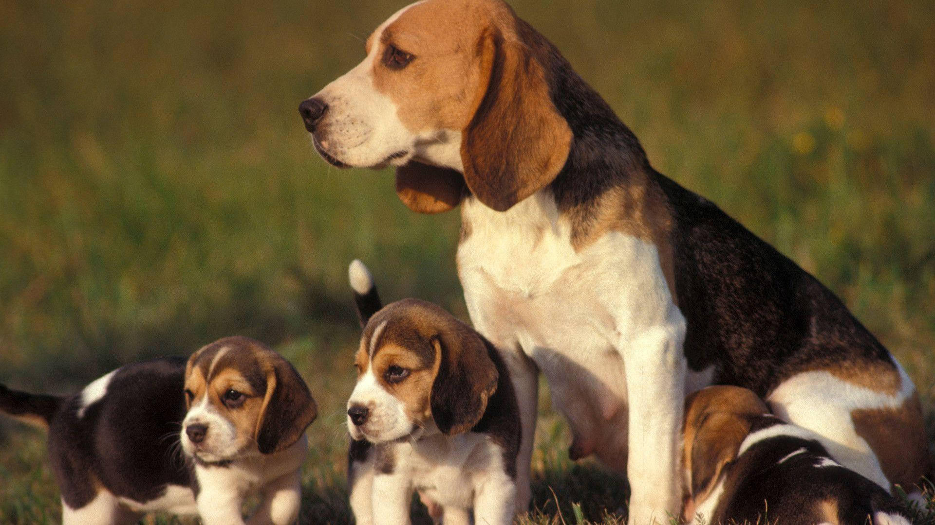 Beagle Mom With Puppies Background