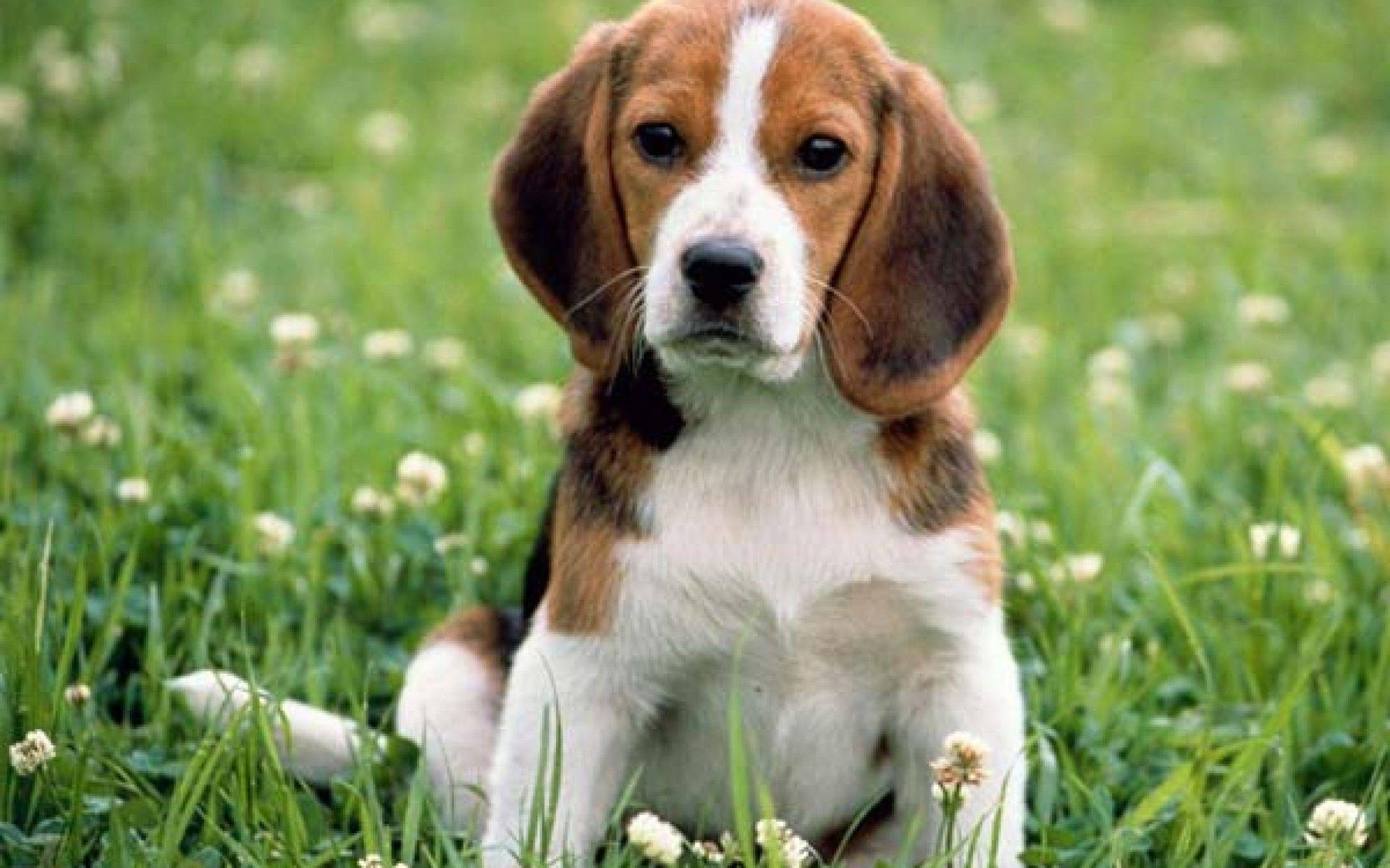 Beagle On A Meadow Background