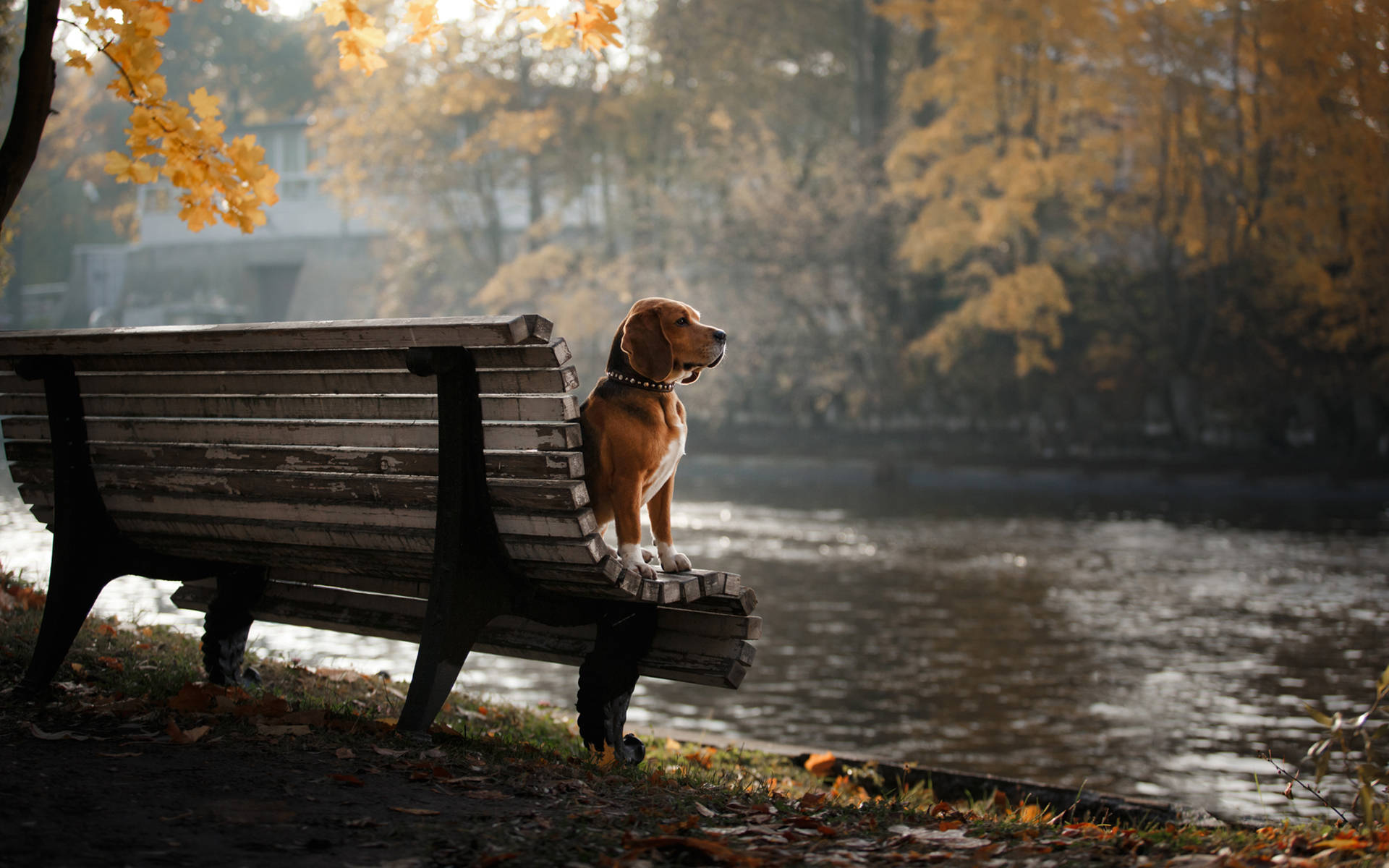 Beagle On A Park Bench Background
