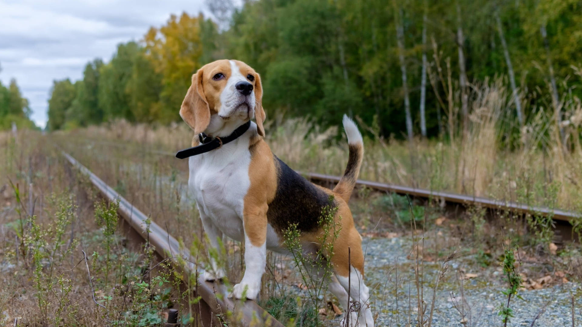 Beagle On Train Tracks Background