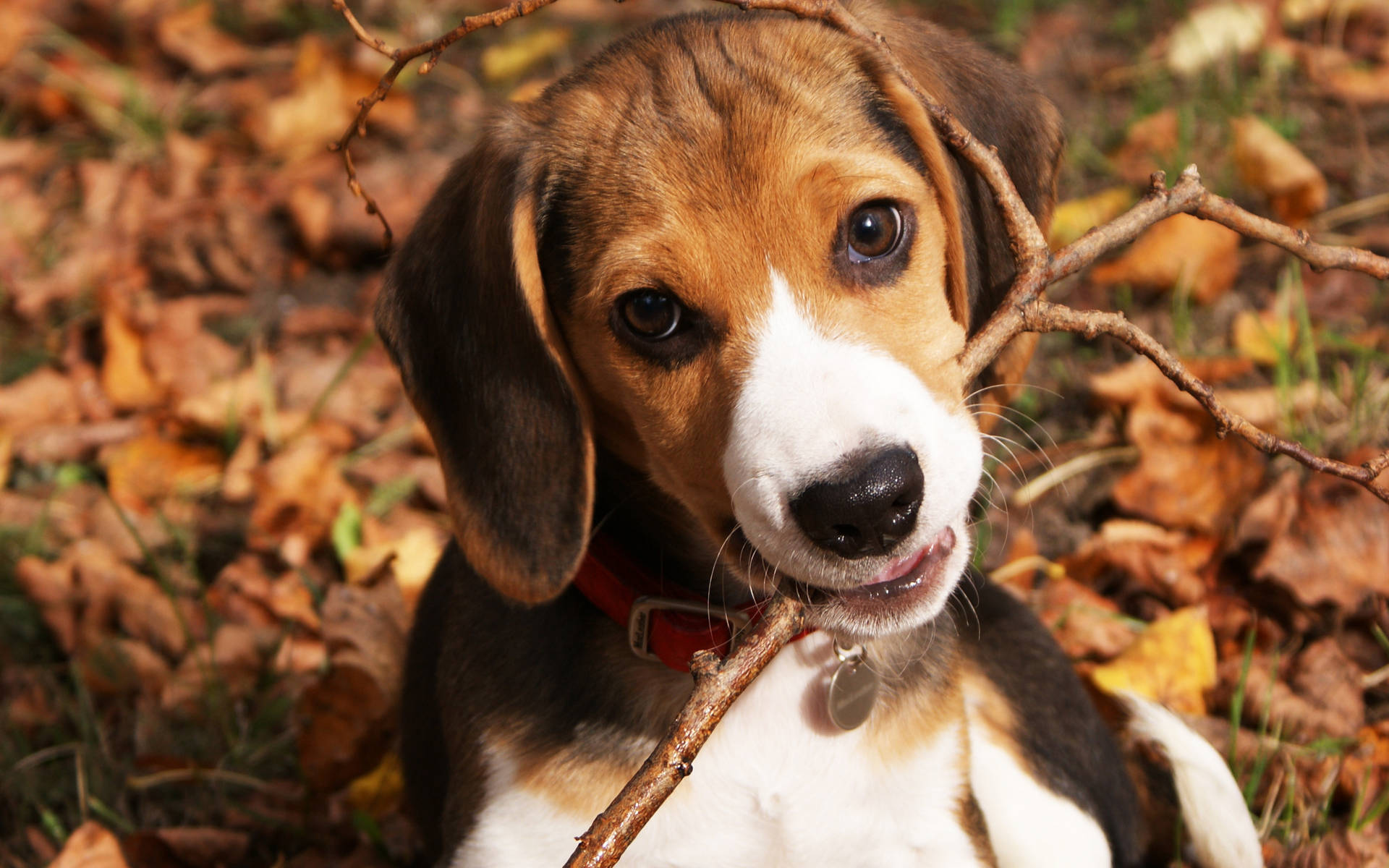 Beagle Pup Chewing A Stick