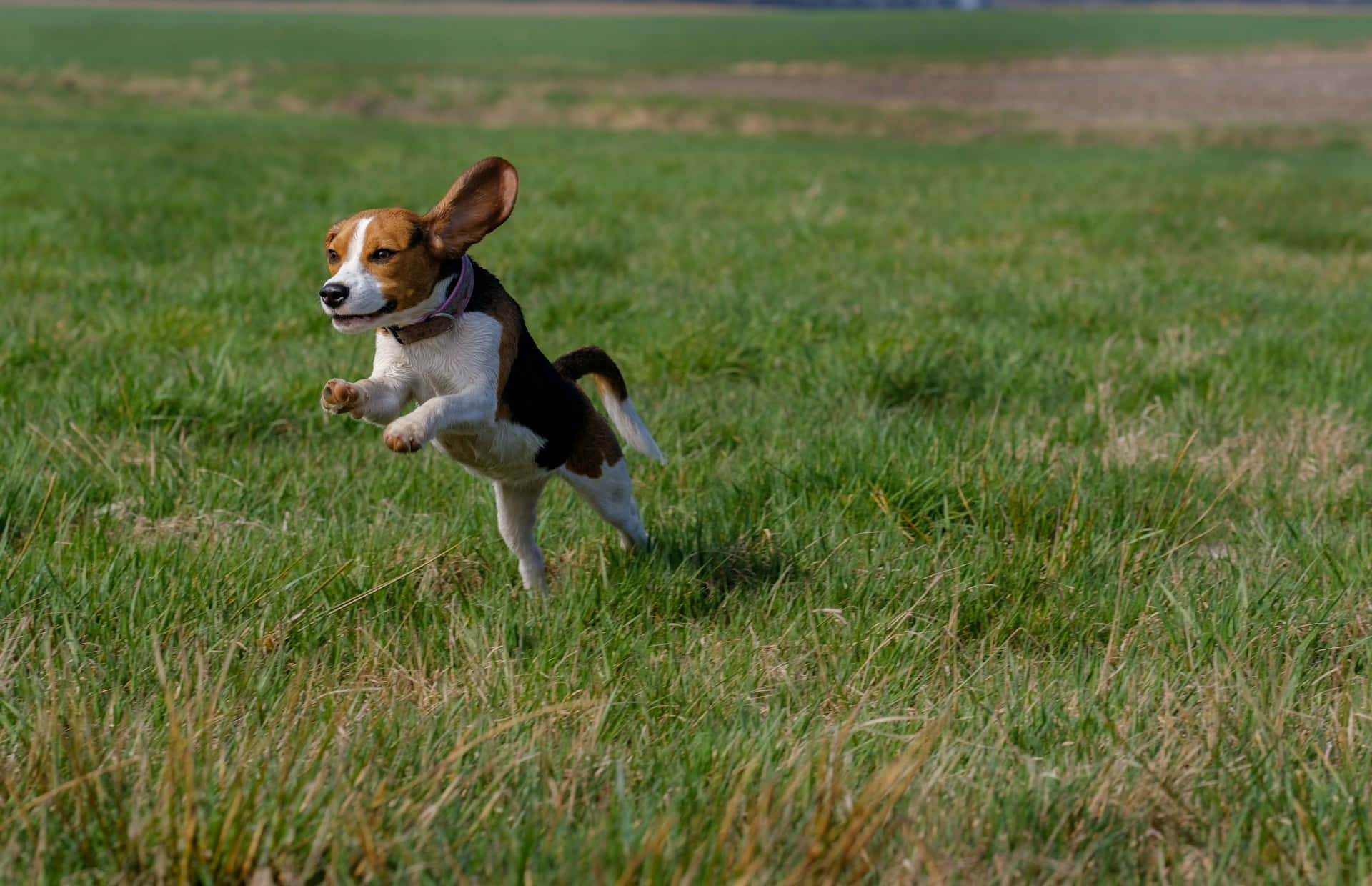 Beagle Runningin Field.jpg Background