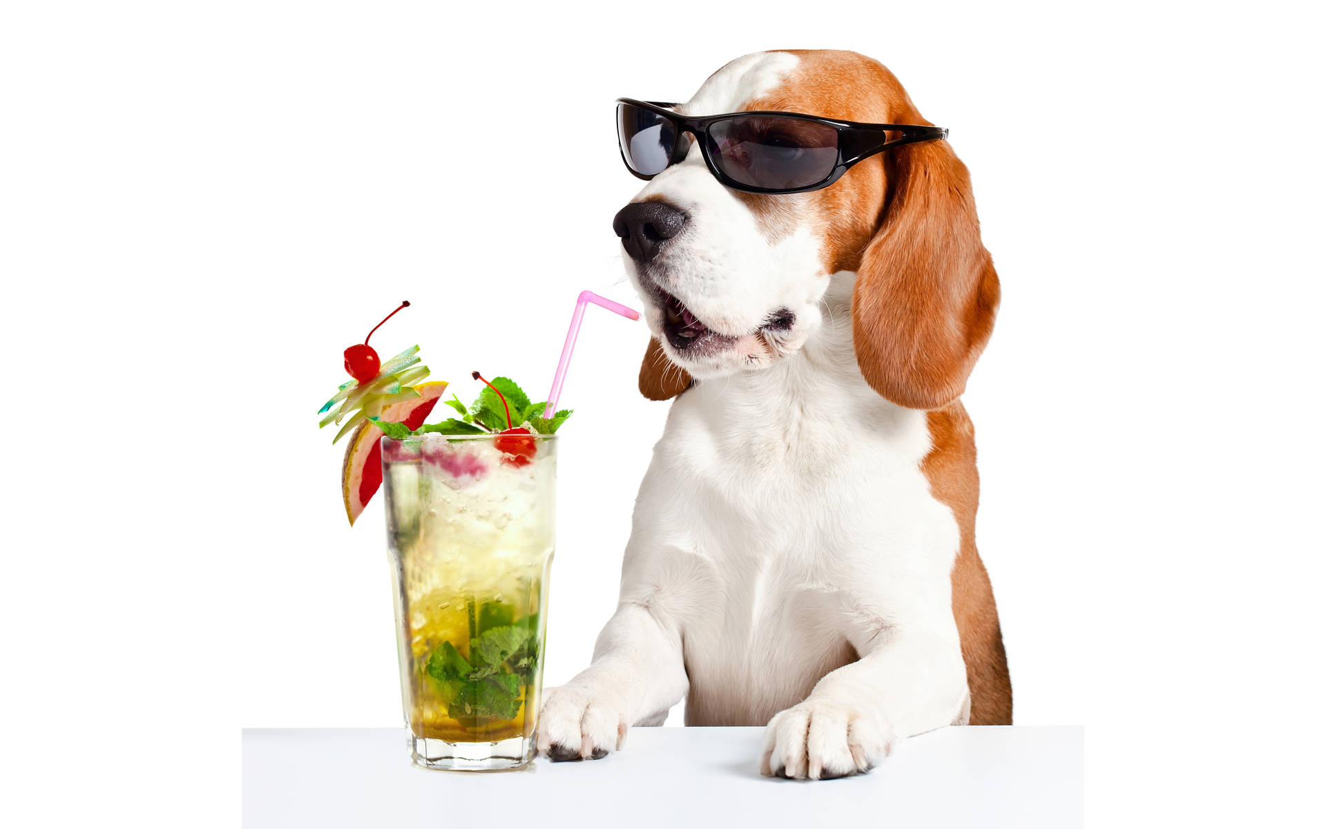 Beagle Sunglasses And Summer Cocktail Background